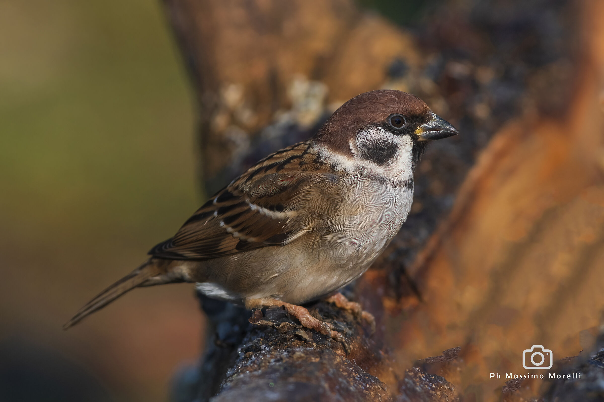 Domestic Sparrow