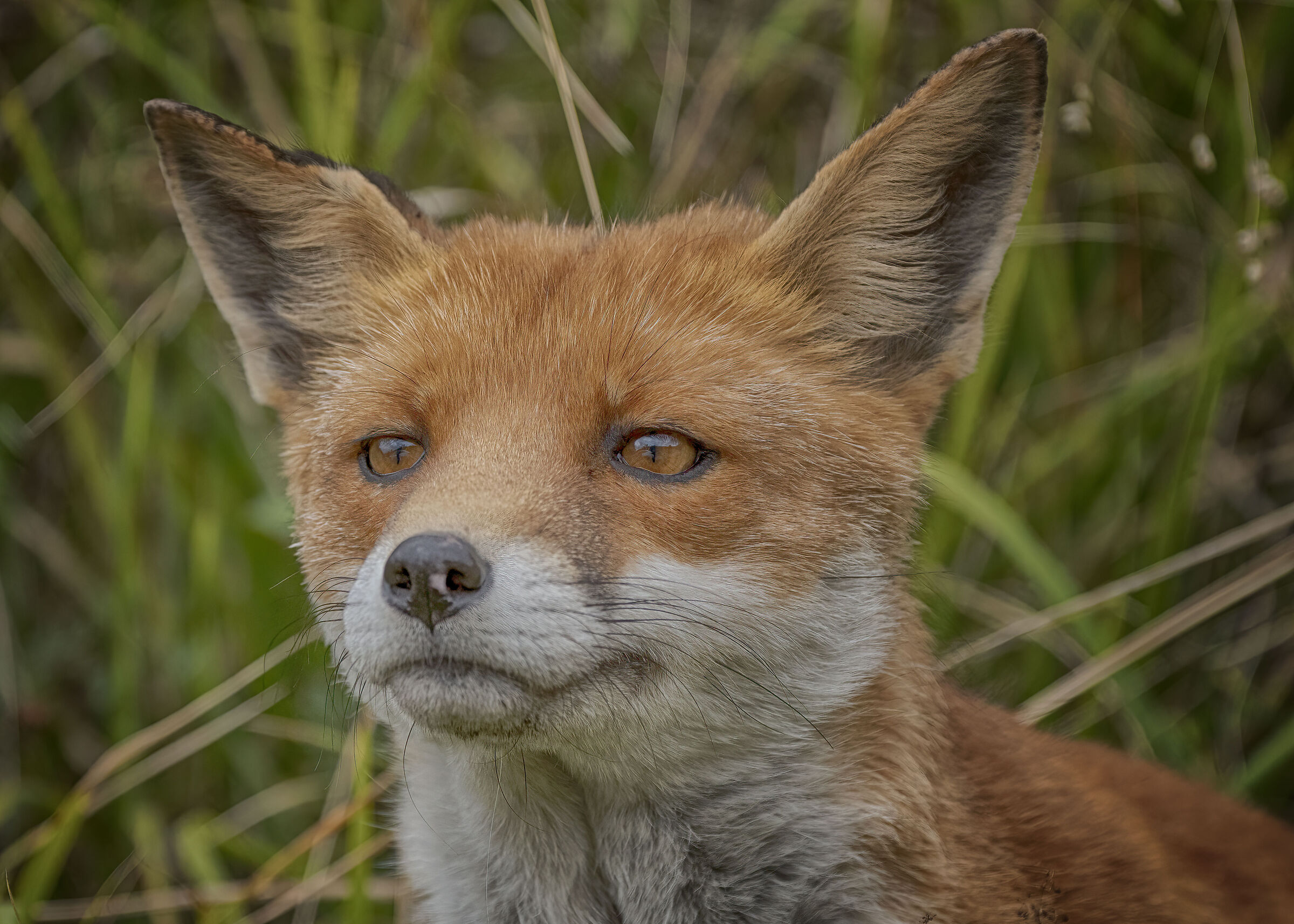 Fox: Portrait