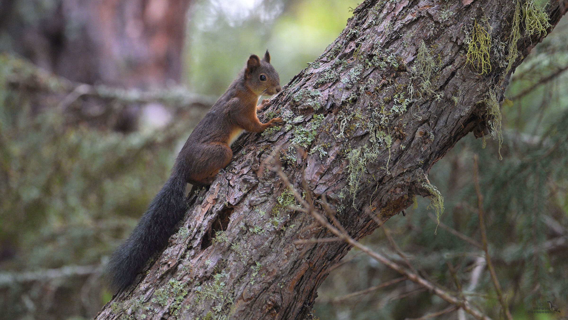 You go for the roar but you meet only a squirrel