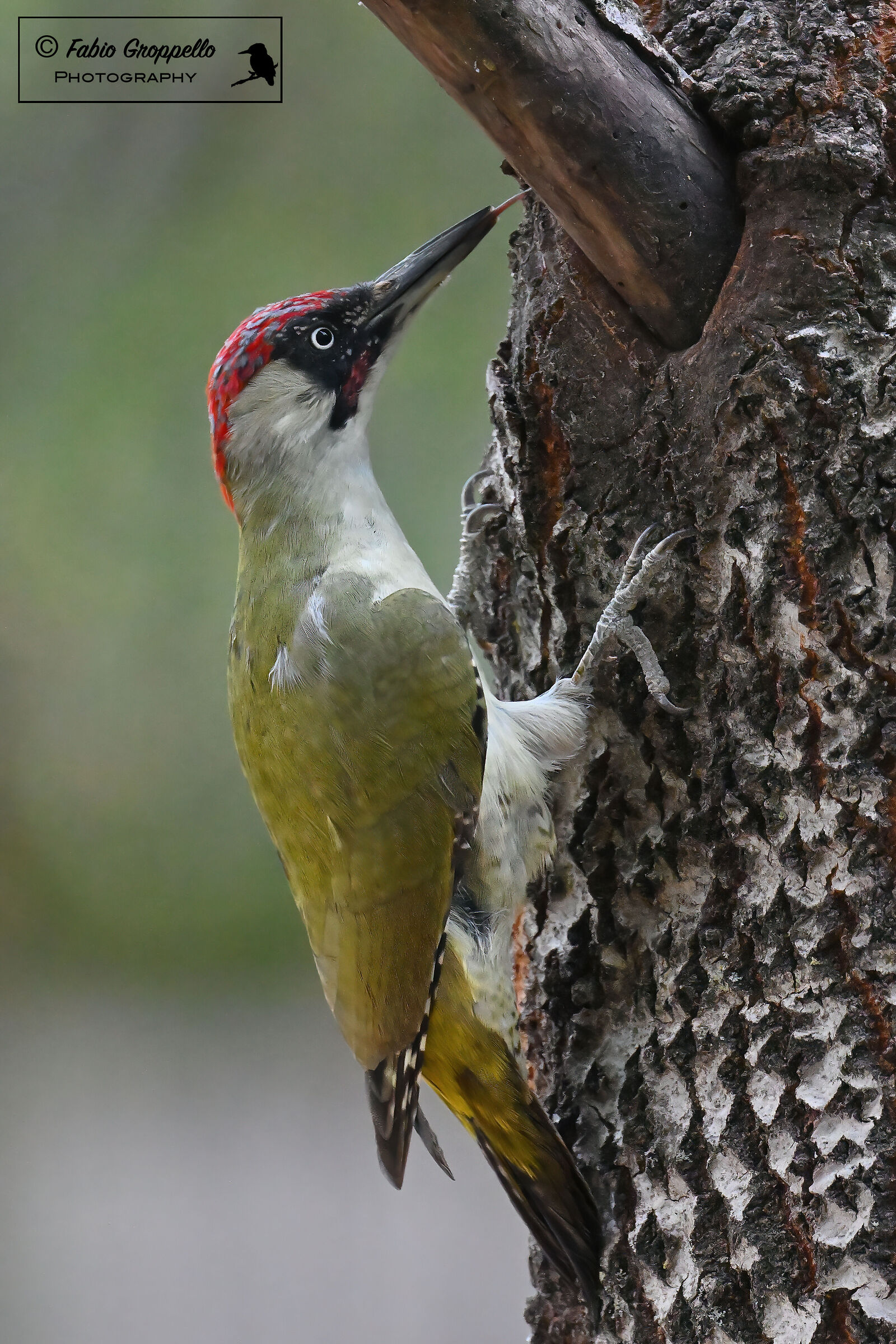 Picchio Verde Adulto (M)