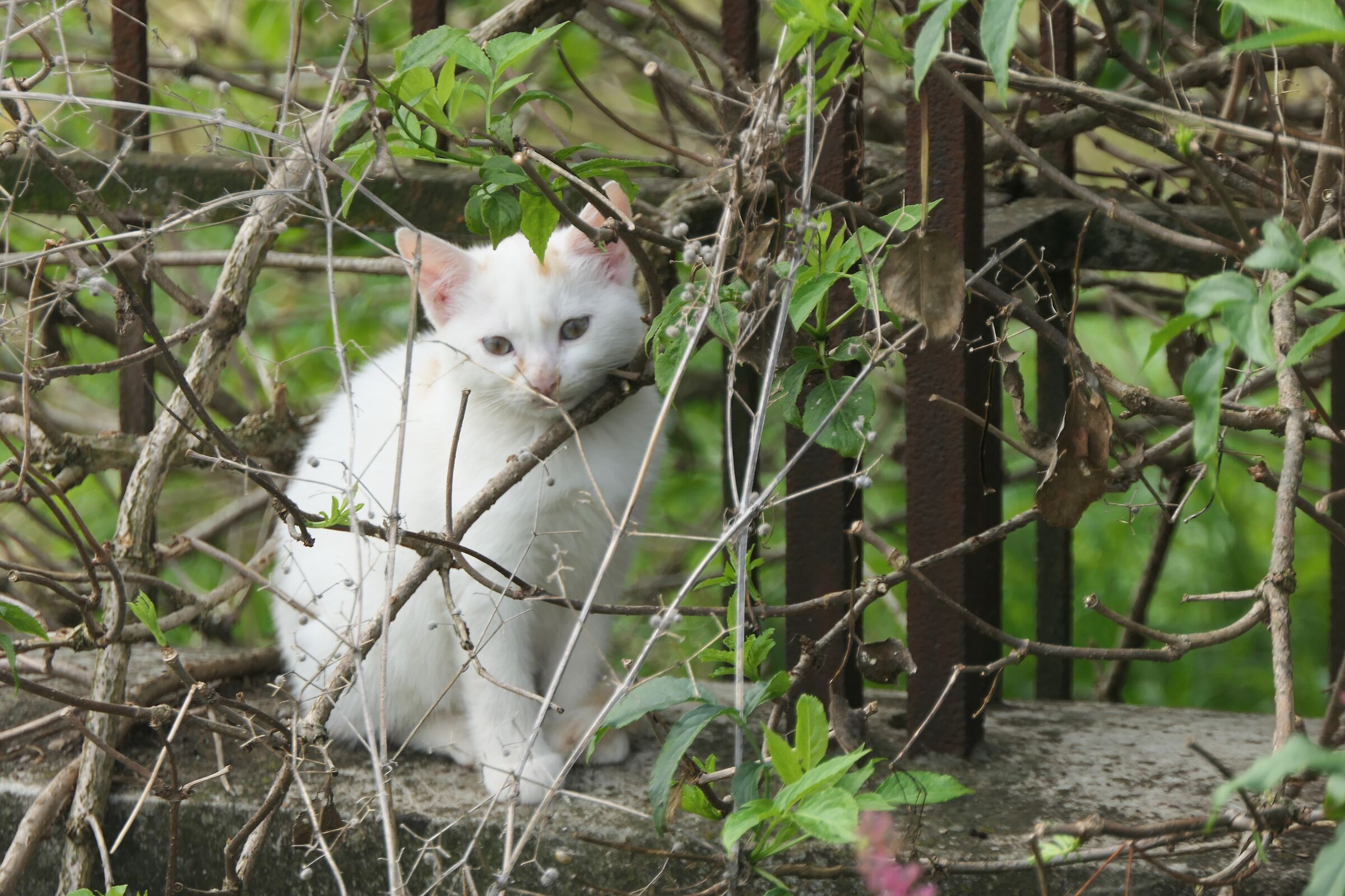 Kitty Street