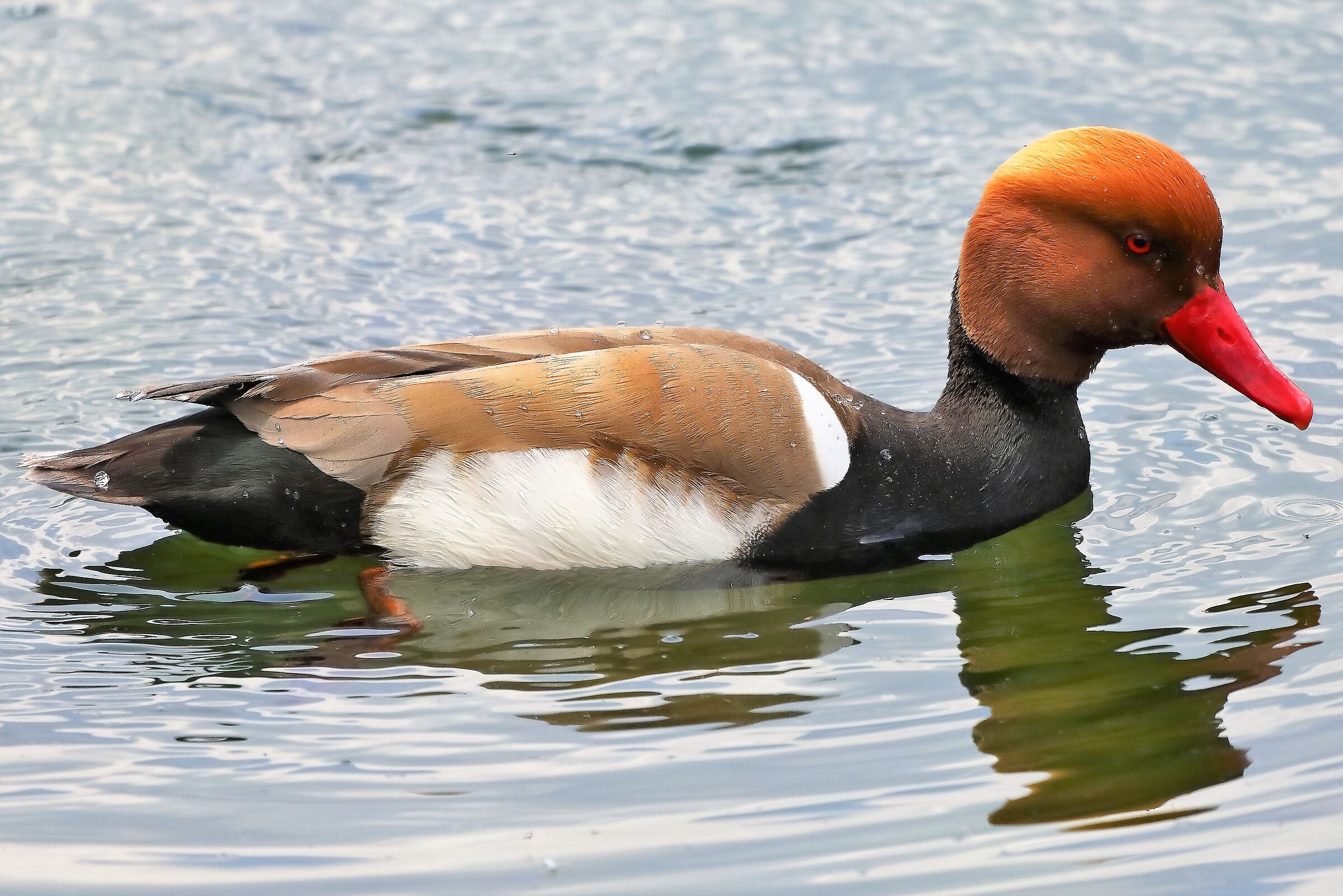 fistione turco 05-04-2023