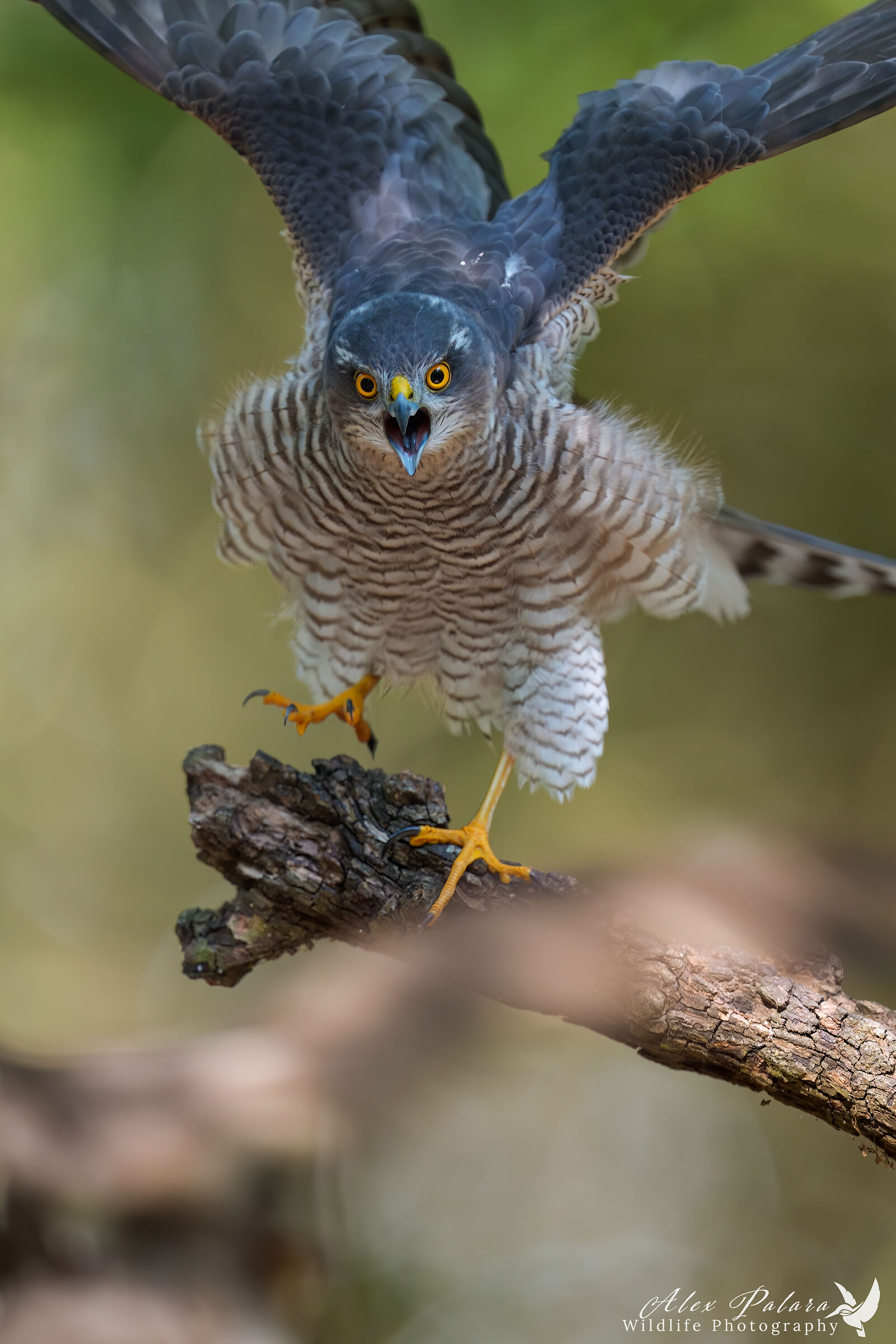 Sparrowhawk under attack