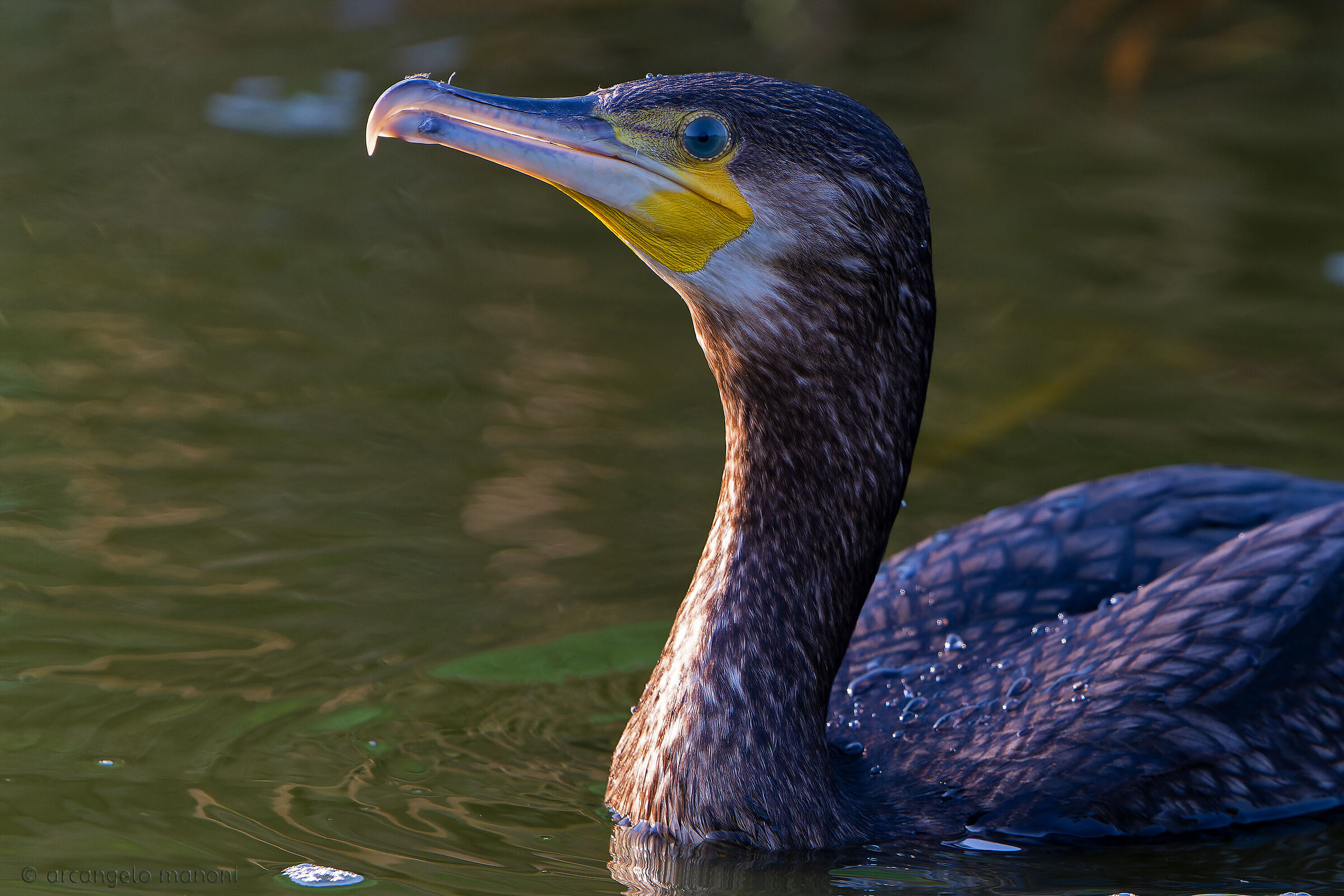 Cormorant