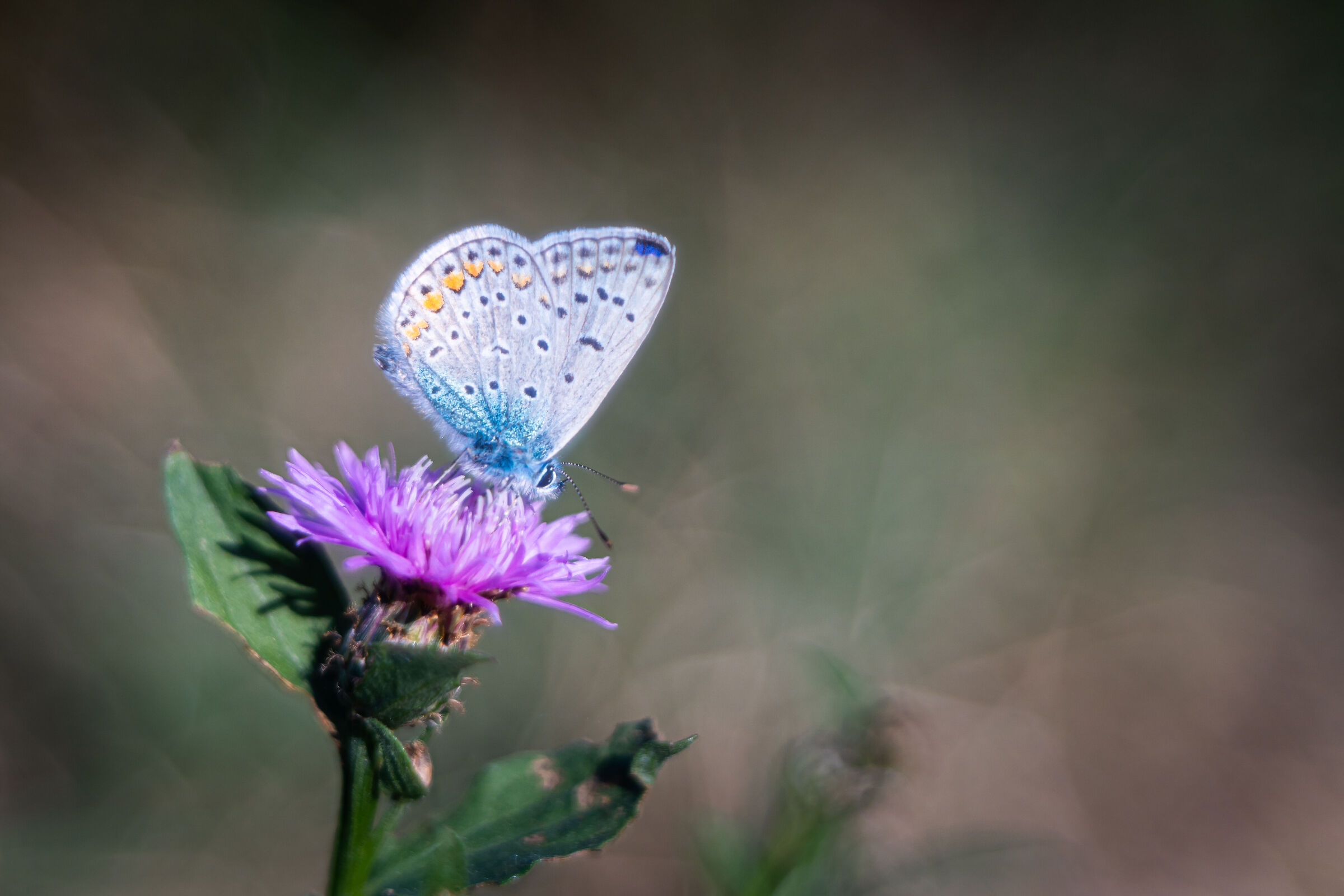 Polyommatus Icarus