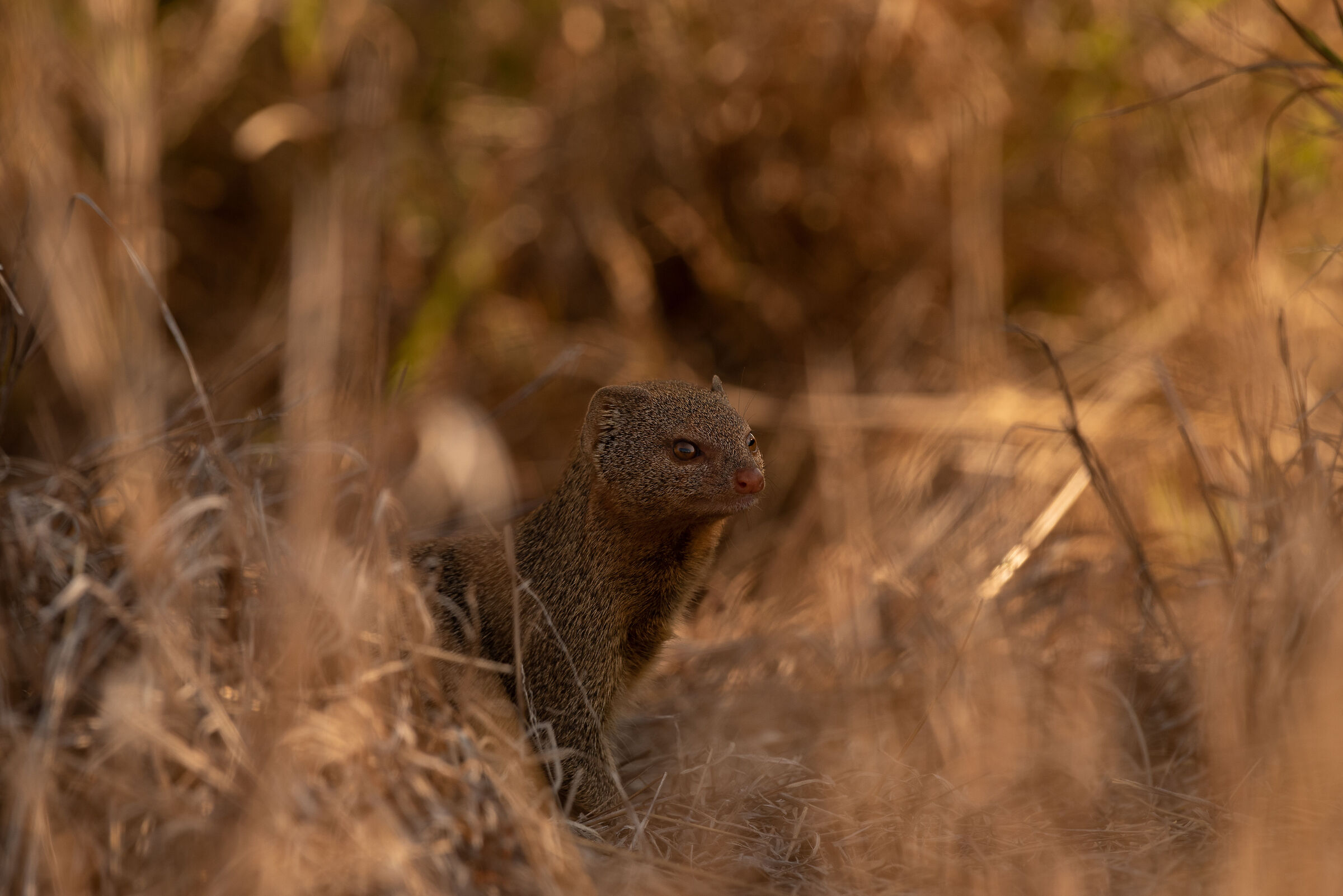 Nana mongoose