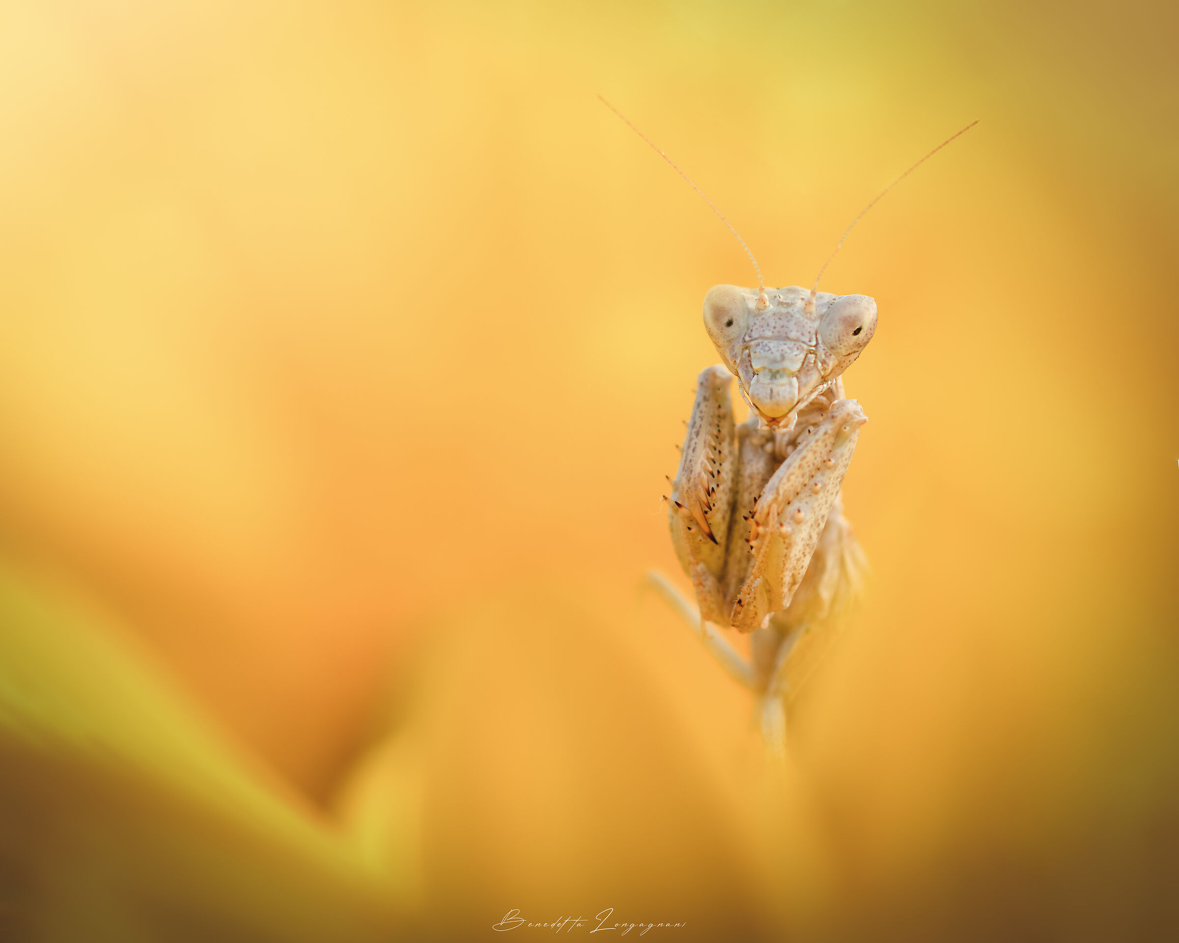 Mantis in yellow