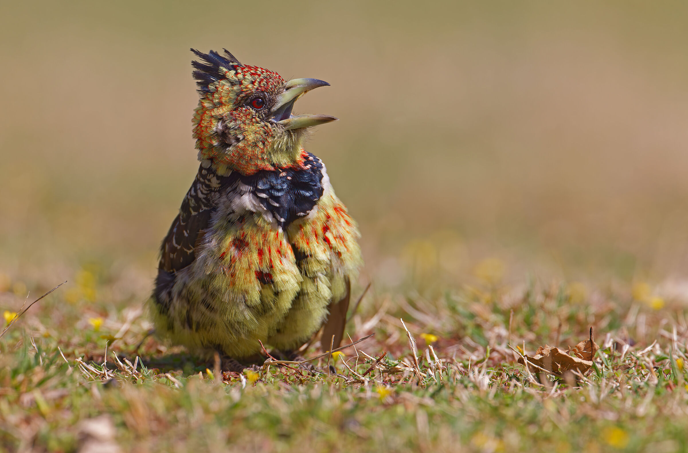 Crested Barbet