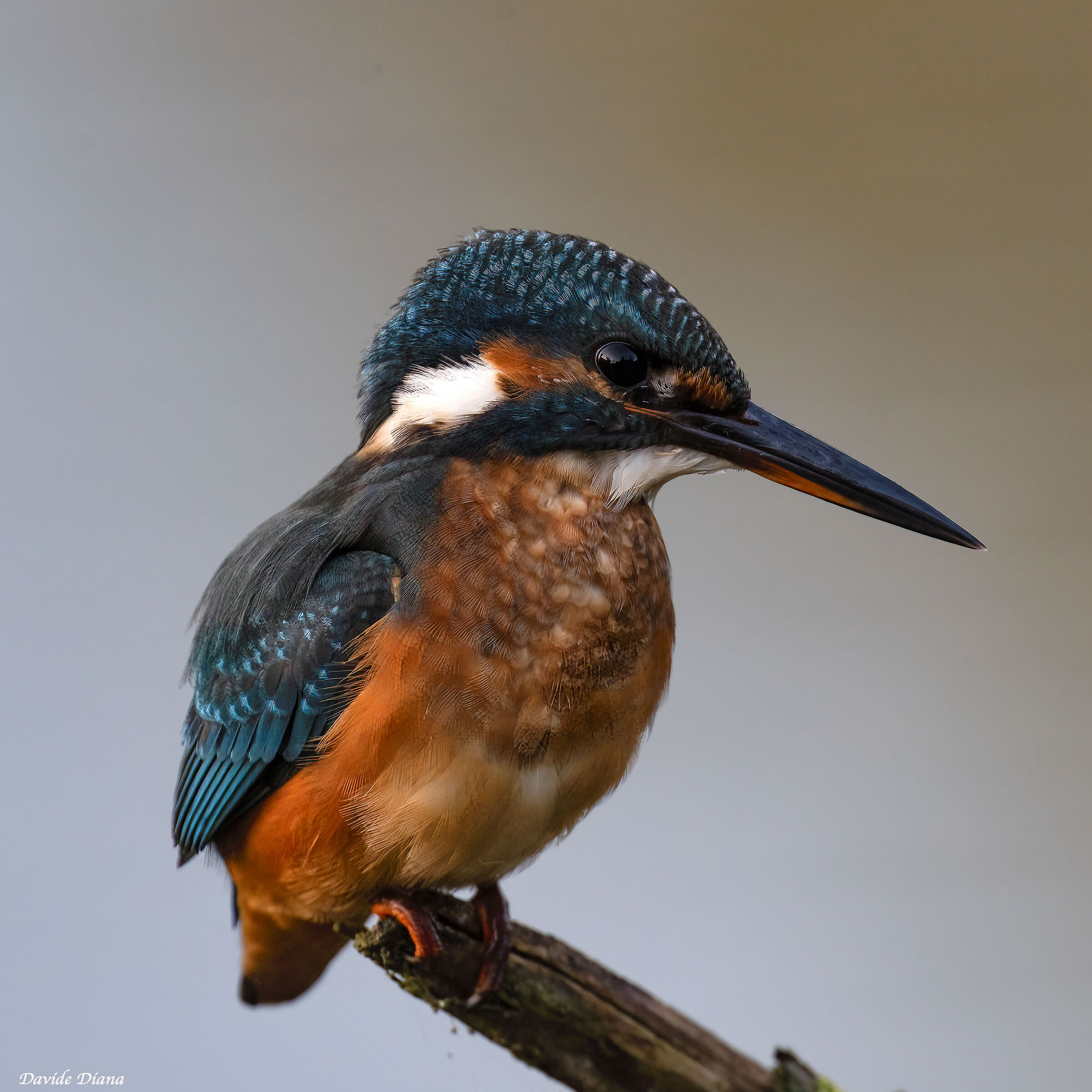 Kingfisher