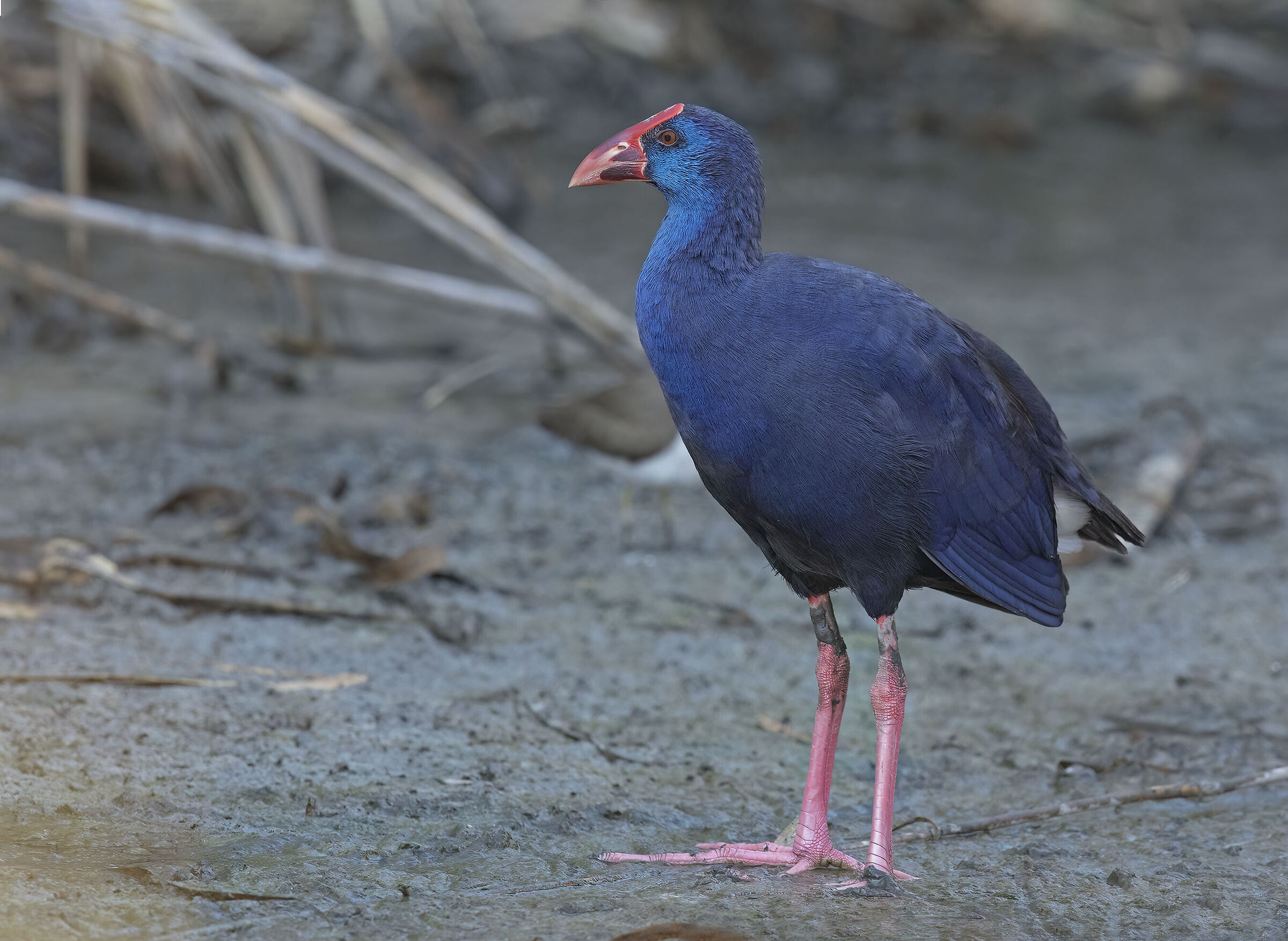 Sultan chicken (Porphirio porphirio)