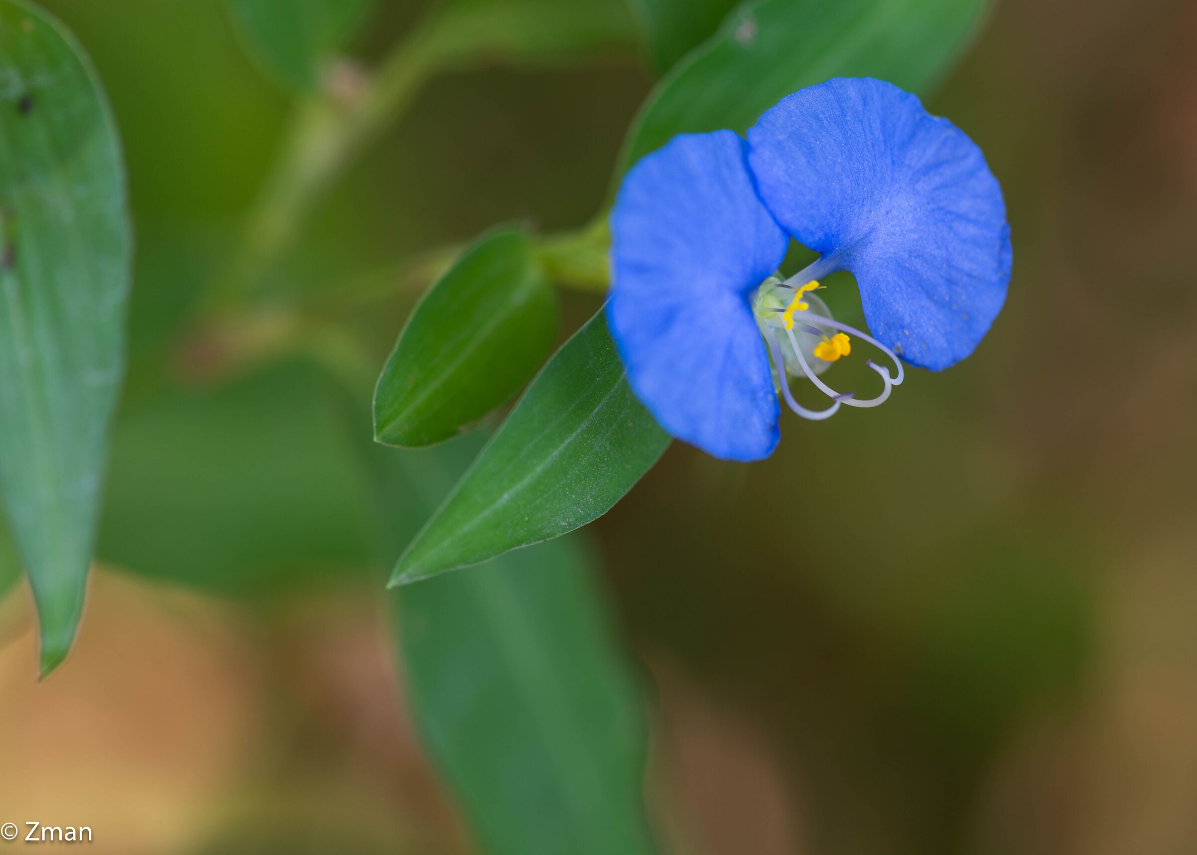 Bocca bianca Dayflower