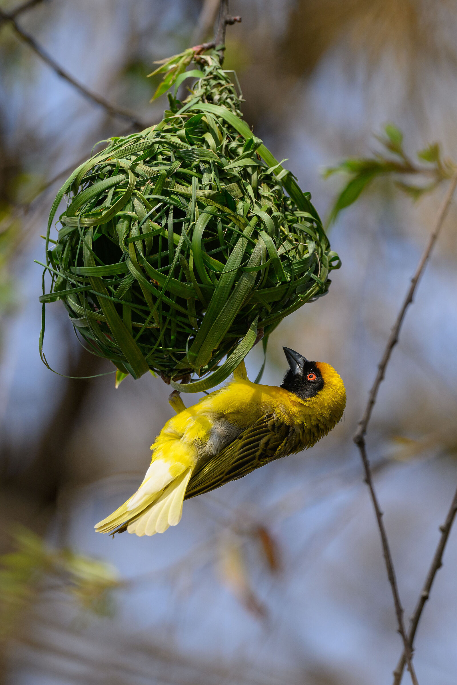 Village weaver