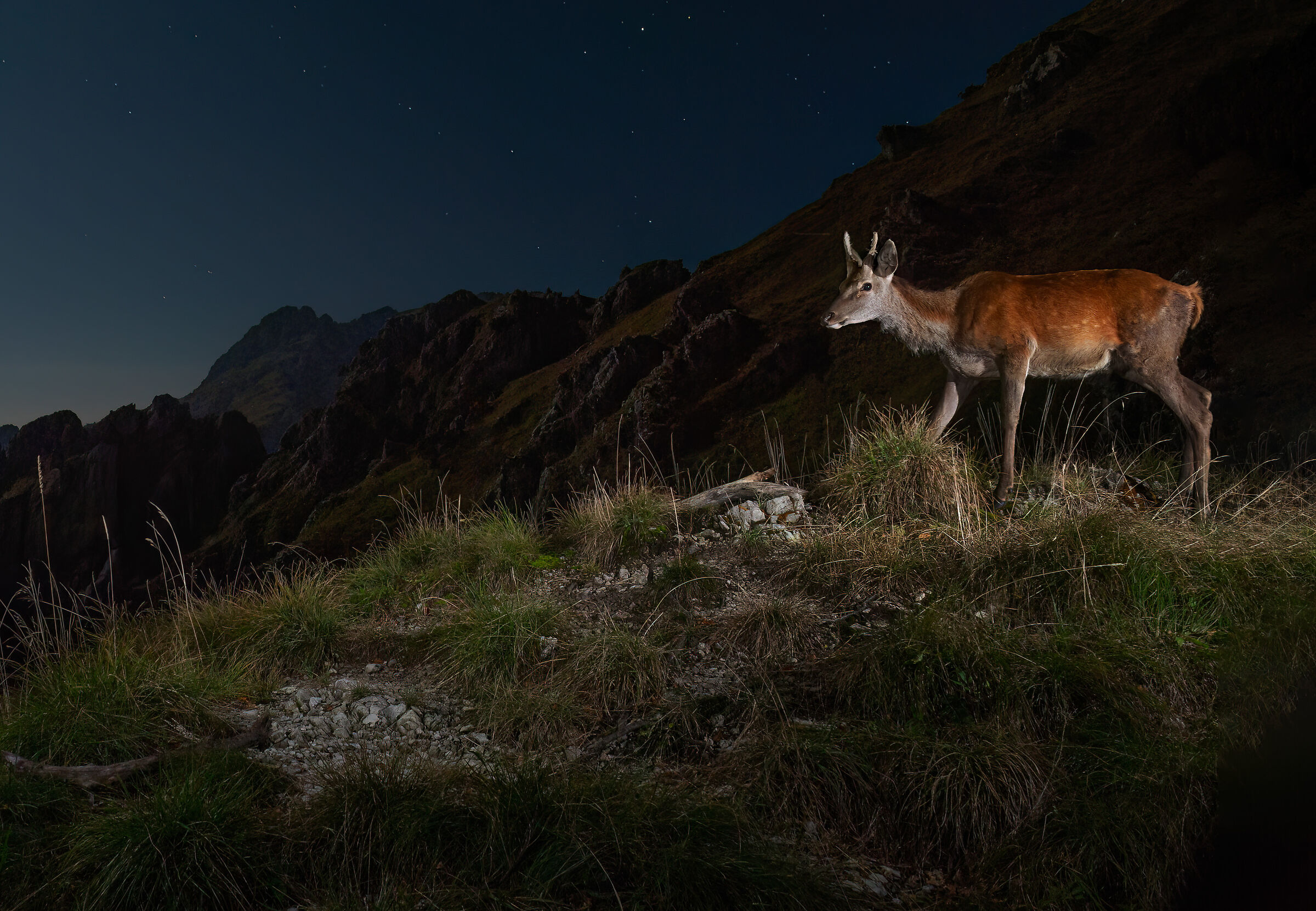 Fawn on a full moon night