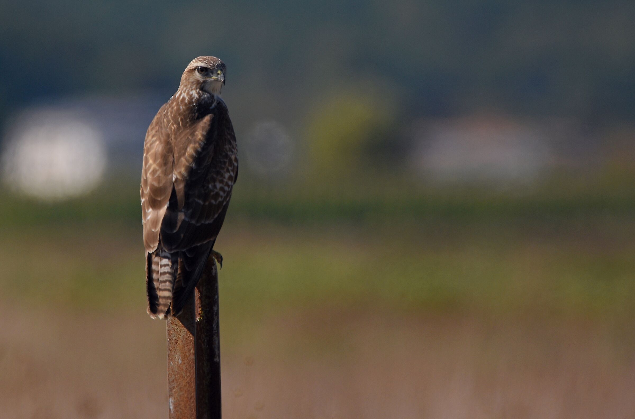 Poiana (Buteo buteo)