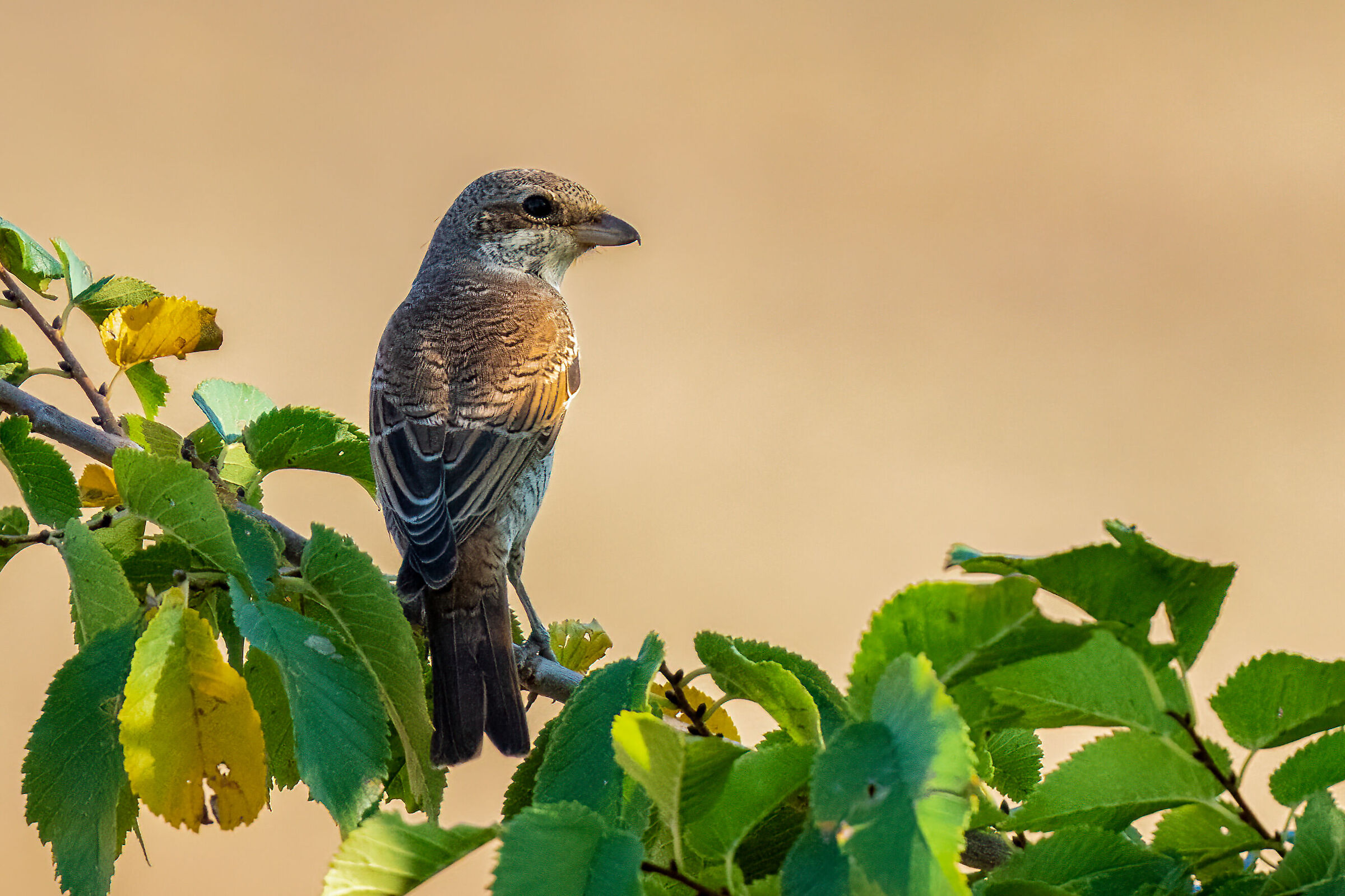 Averla piccola (Lanius collurio)