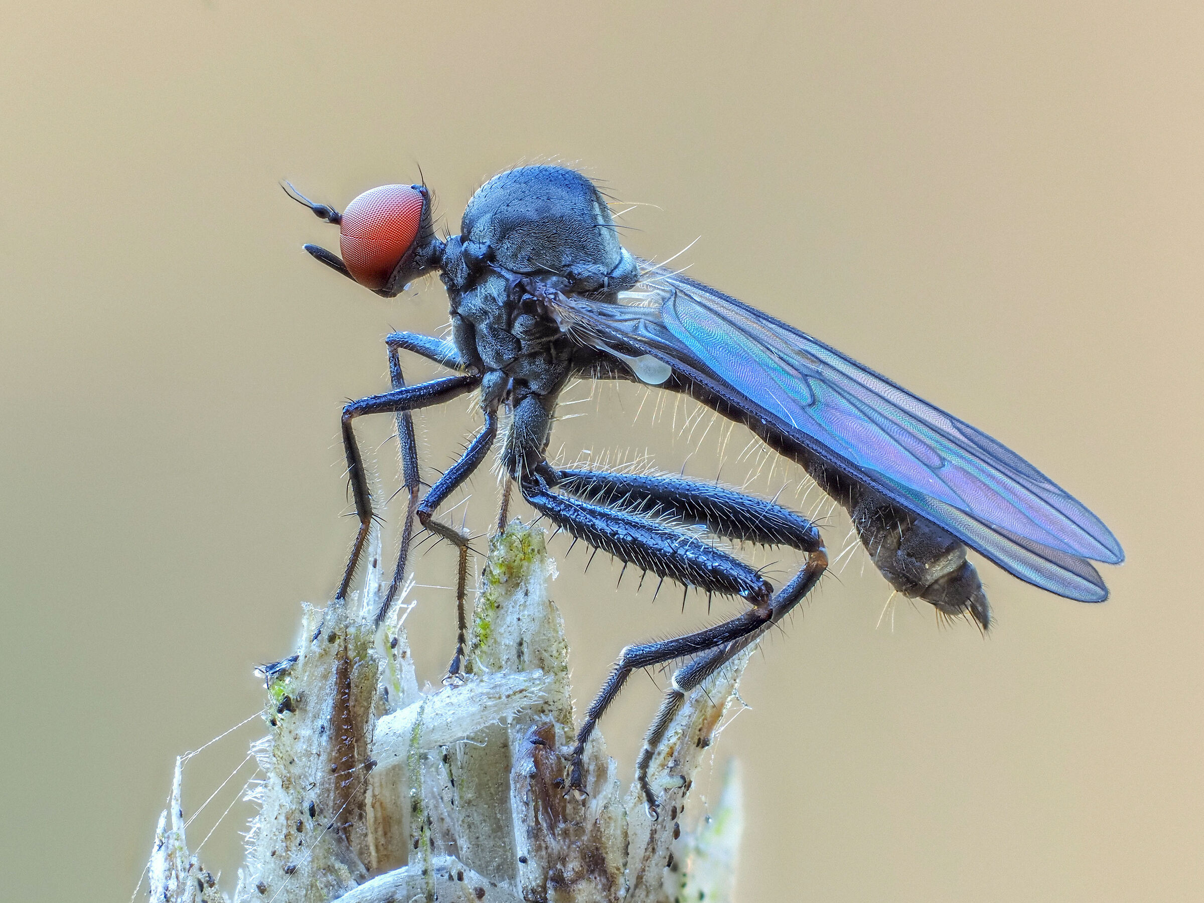 Hybos sp.