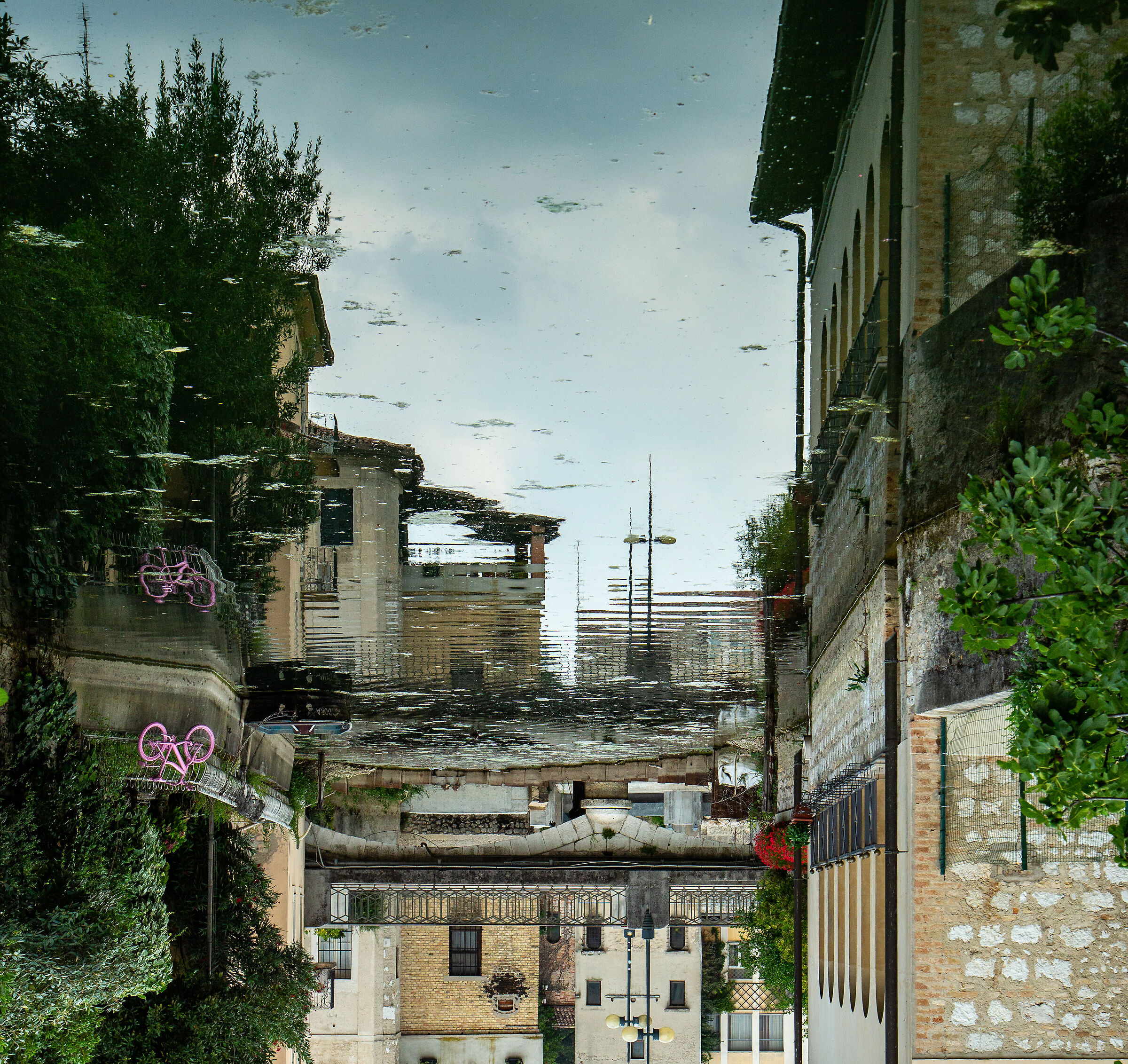 Sacile, riflesso con rosa.