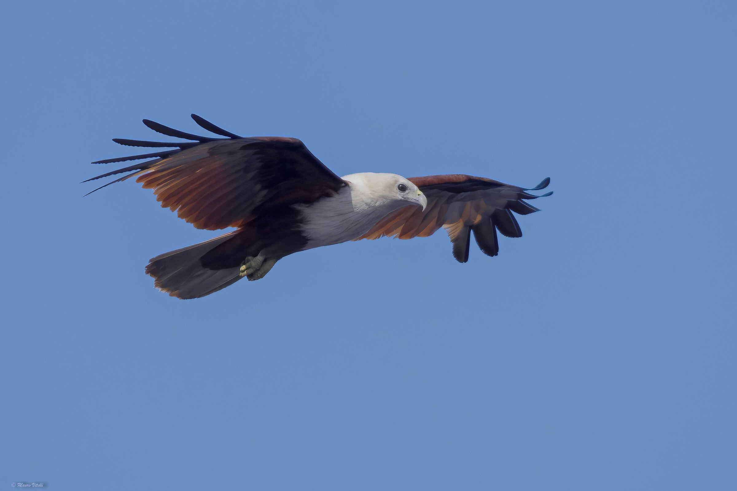 Brahmin kite (haliastur indus)