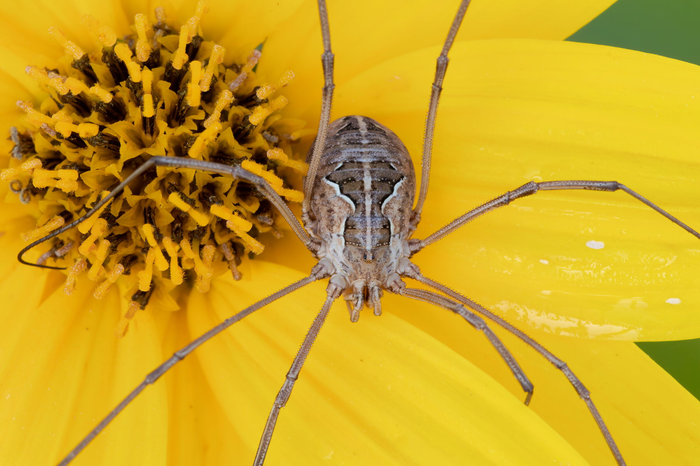Opilione on Jerusalem artichoke
