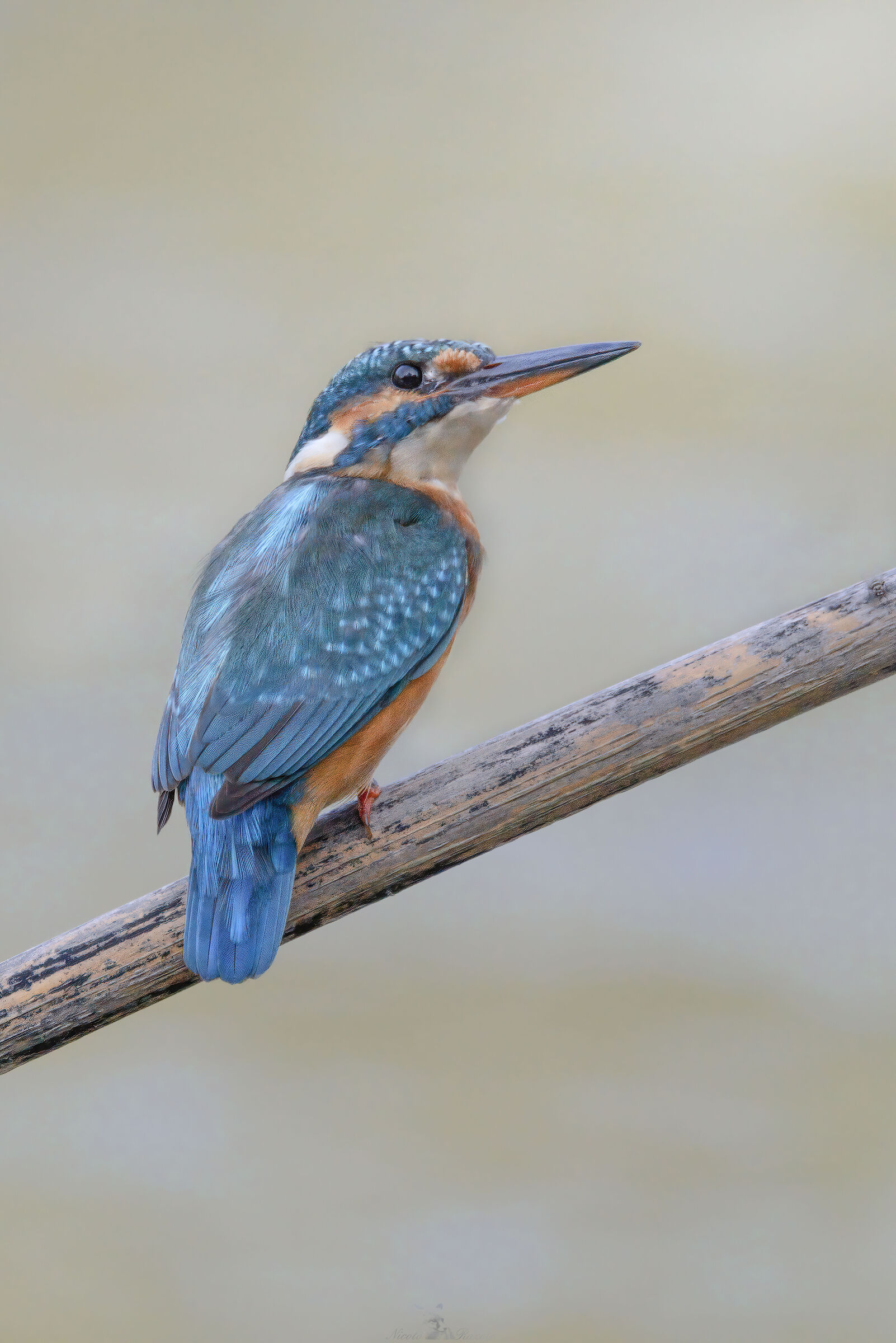 Kingfisher