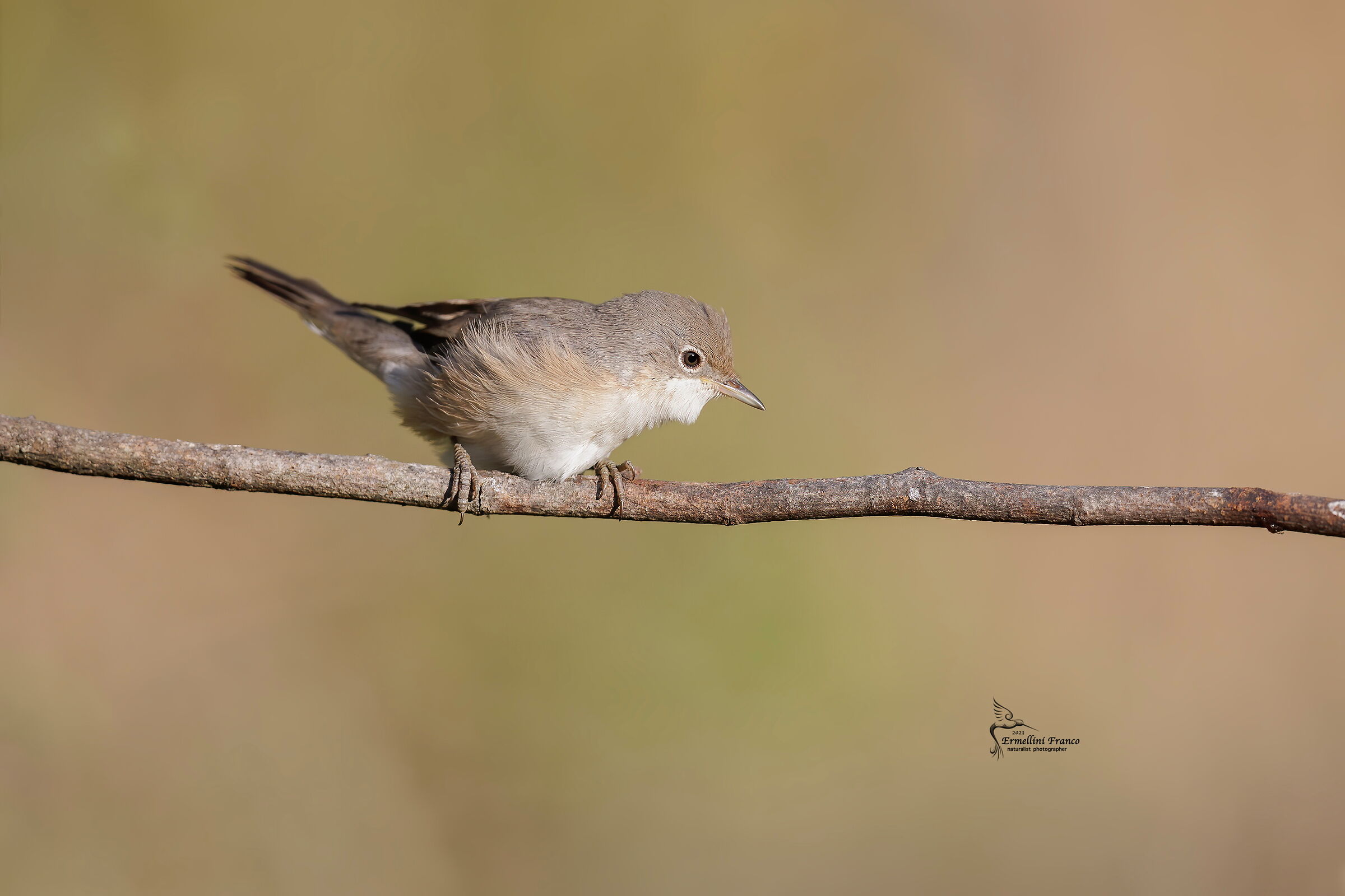 Whitethroat