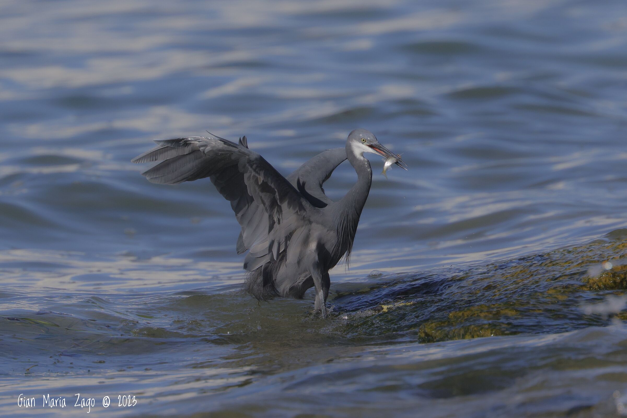 The fishing of the Schistaceous heron