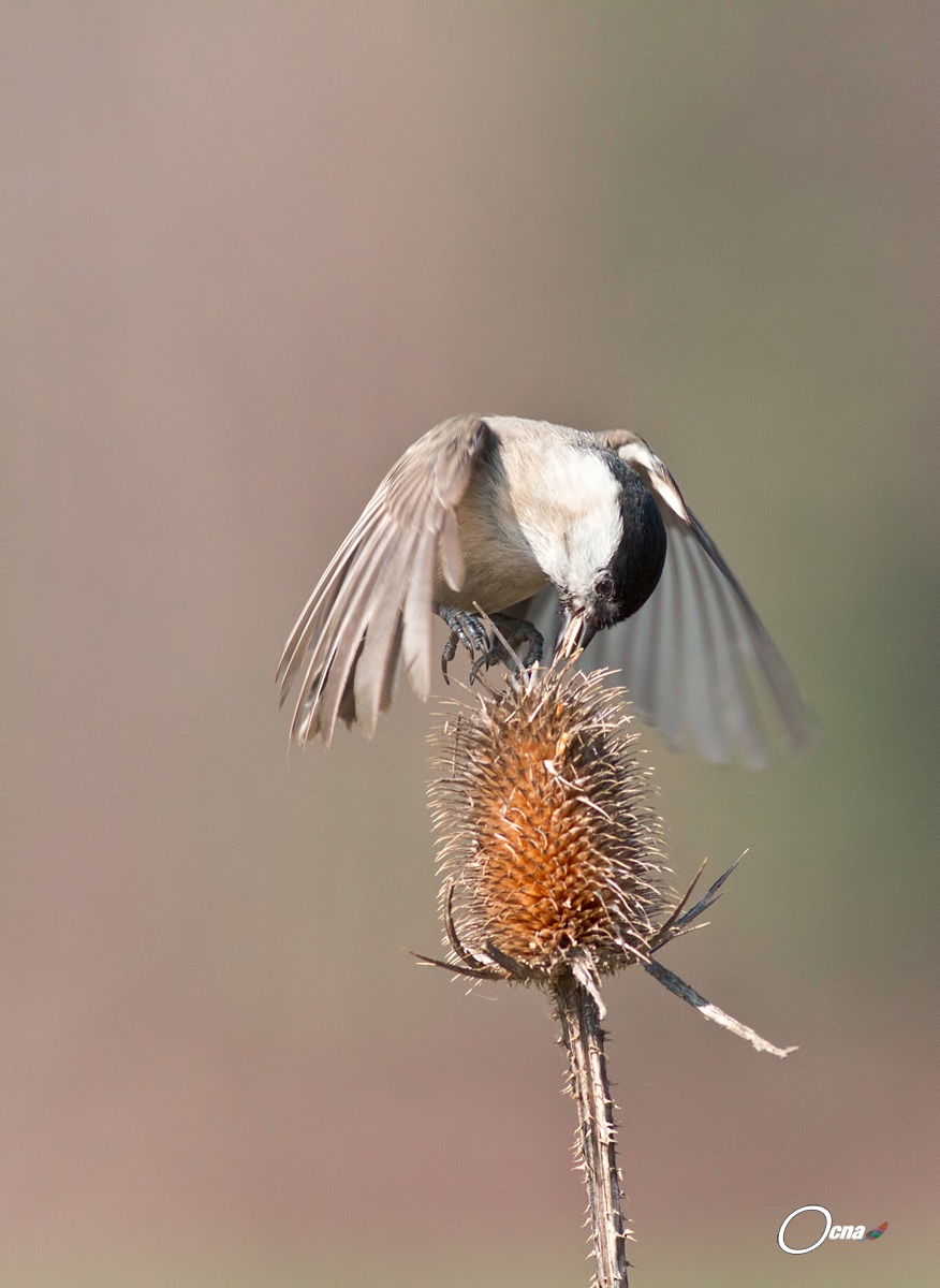 cincia mora.....sospesa