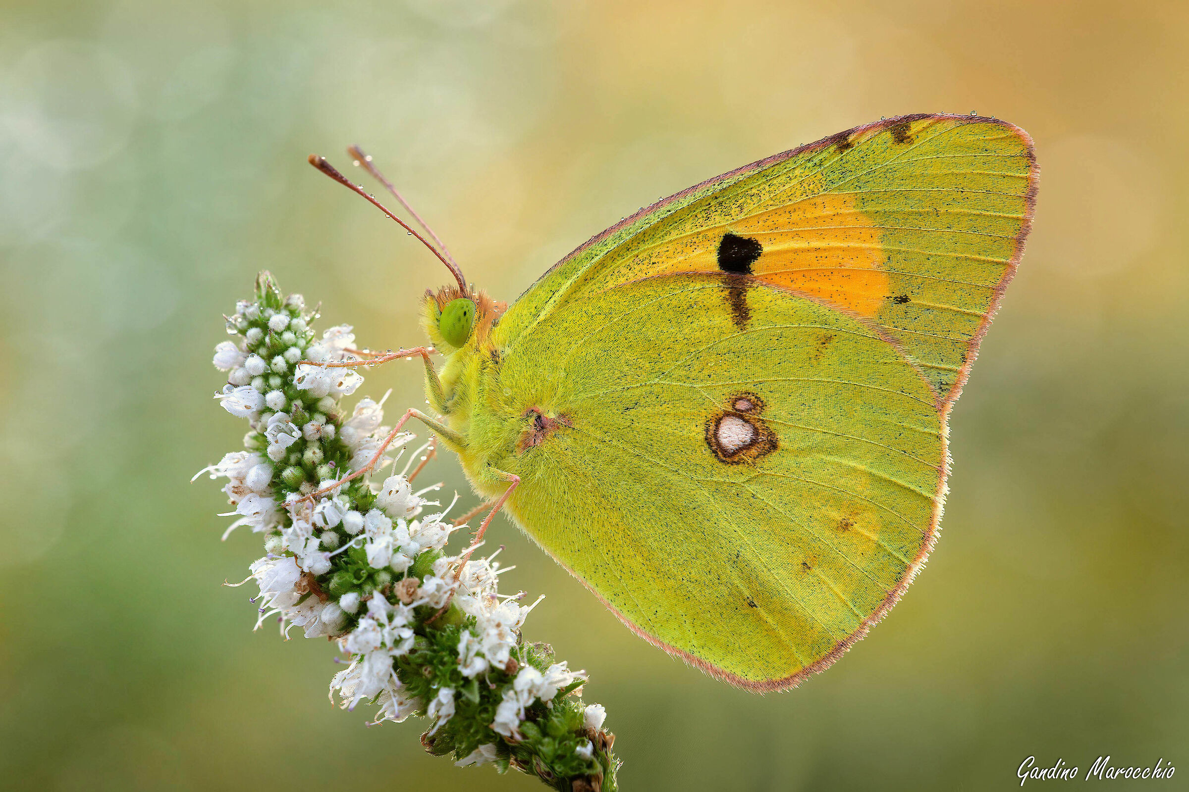 Colias Crocea