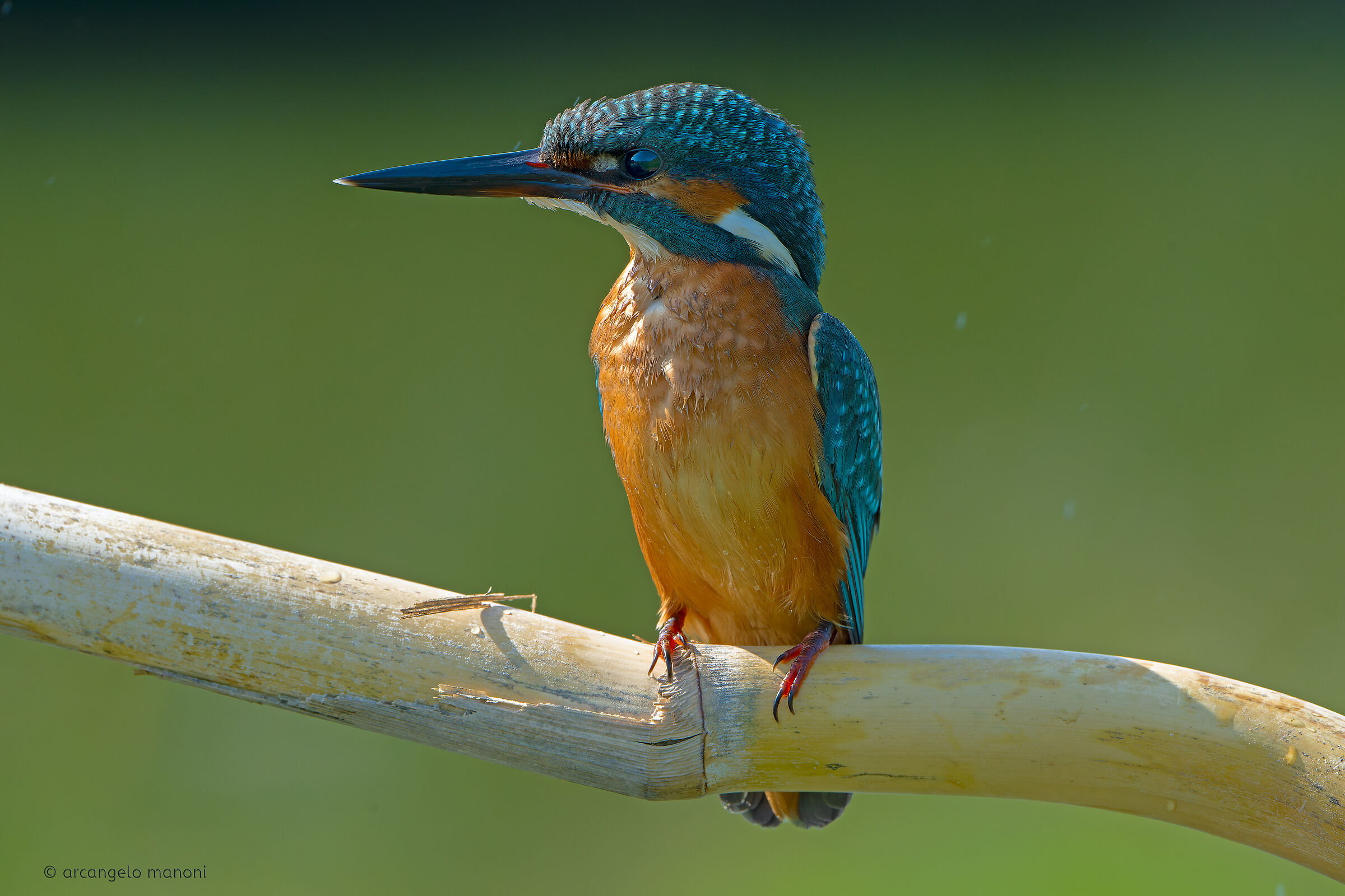 L'eleganza del martino