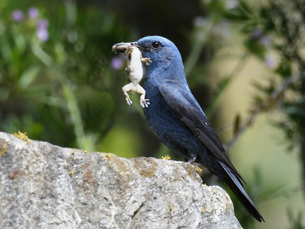 Blue Rock Thrush.