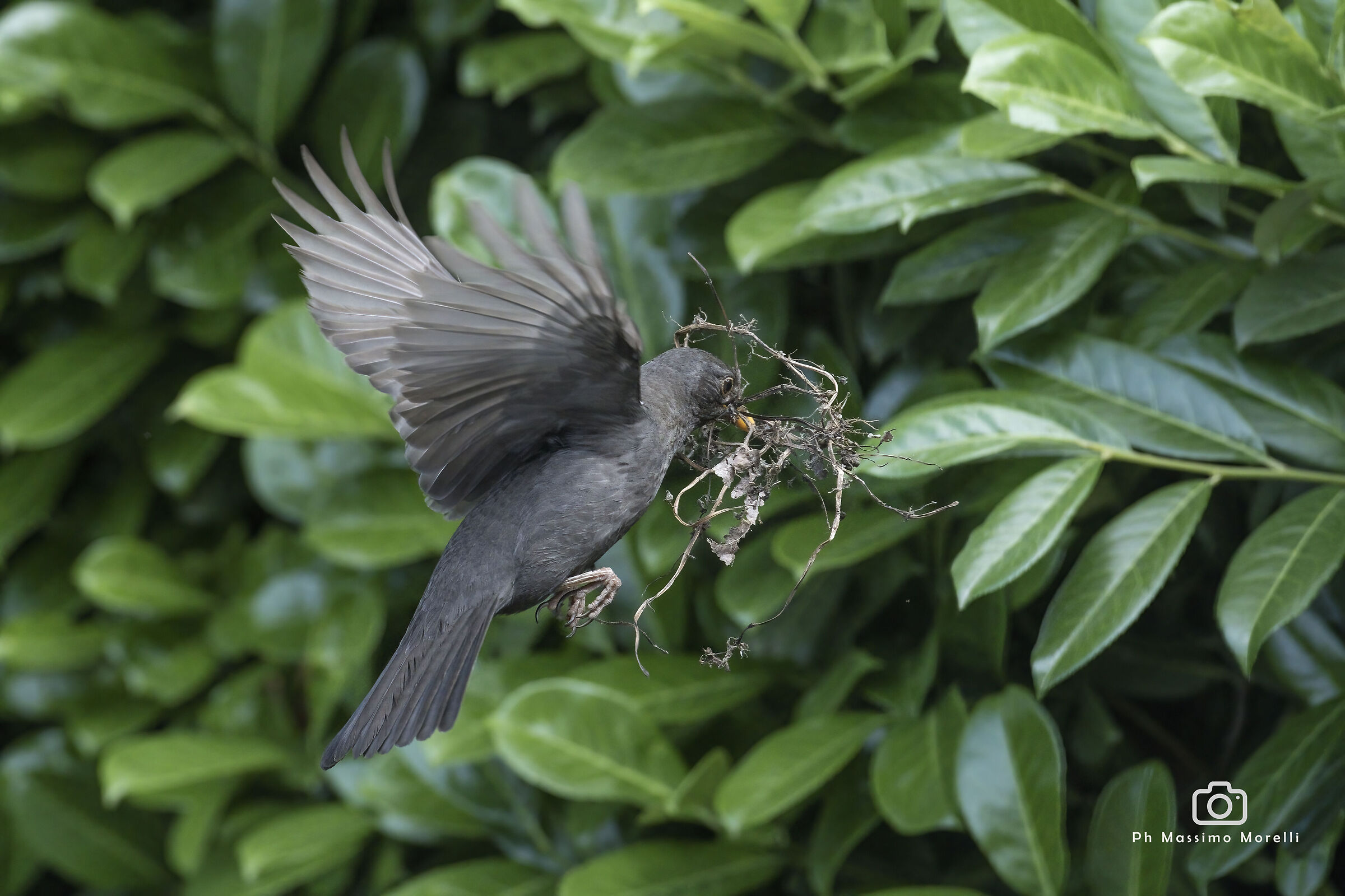 Al lavoro per il nido