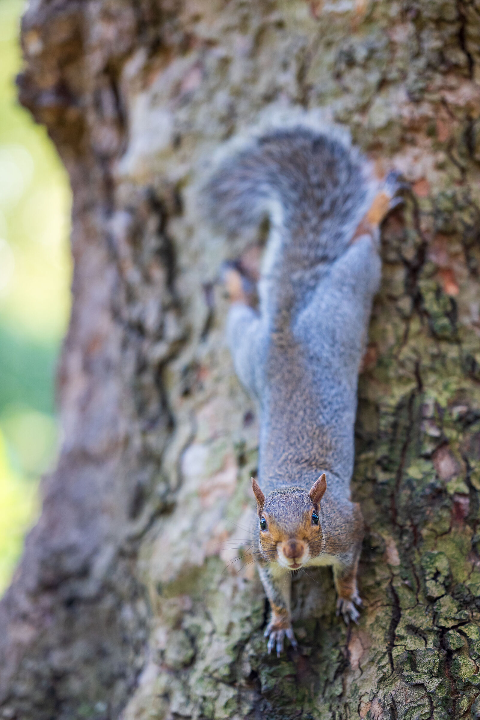 Ancora scoiattoli curiosi..