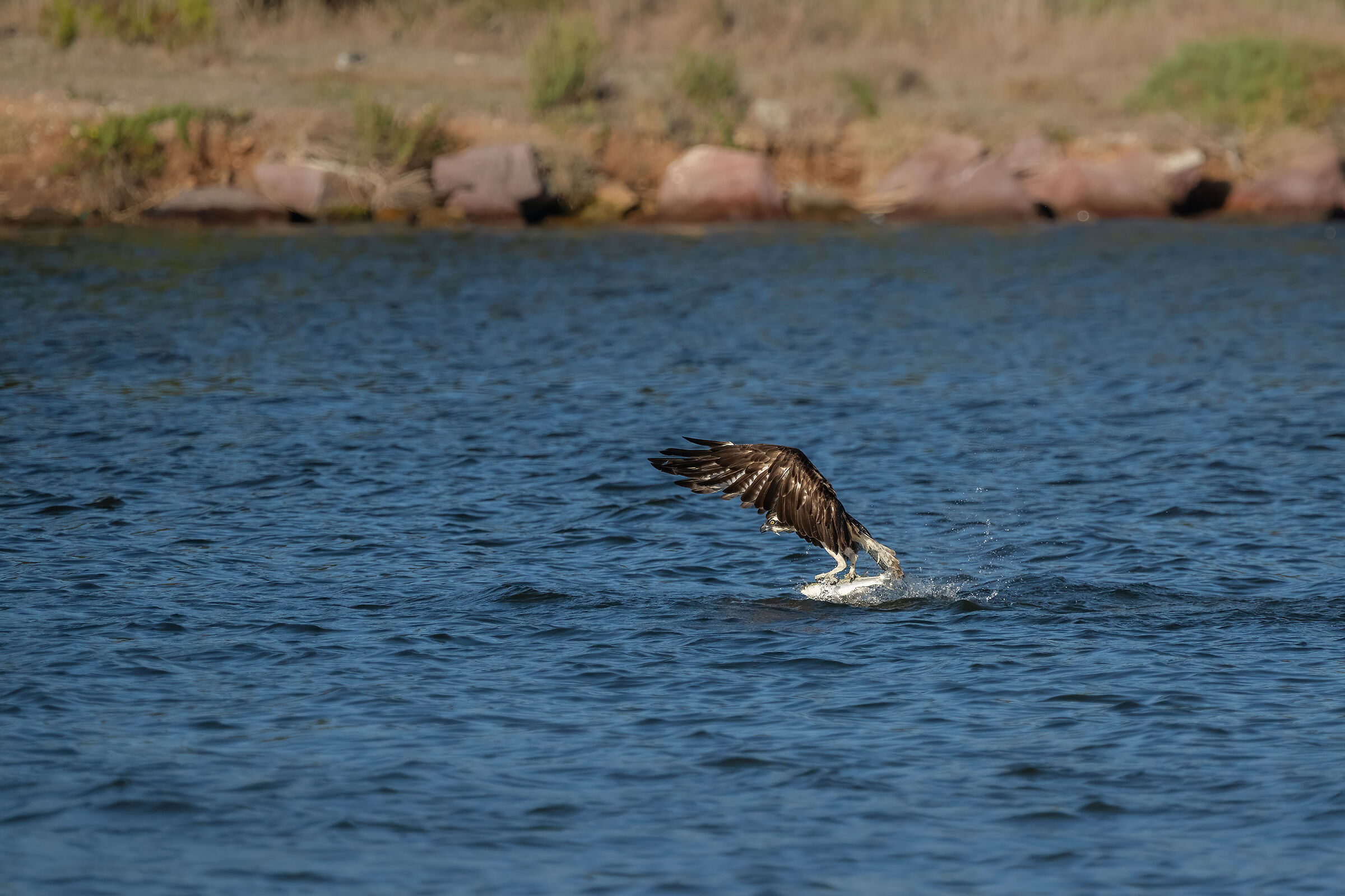 Always him, the osprey