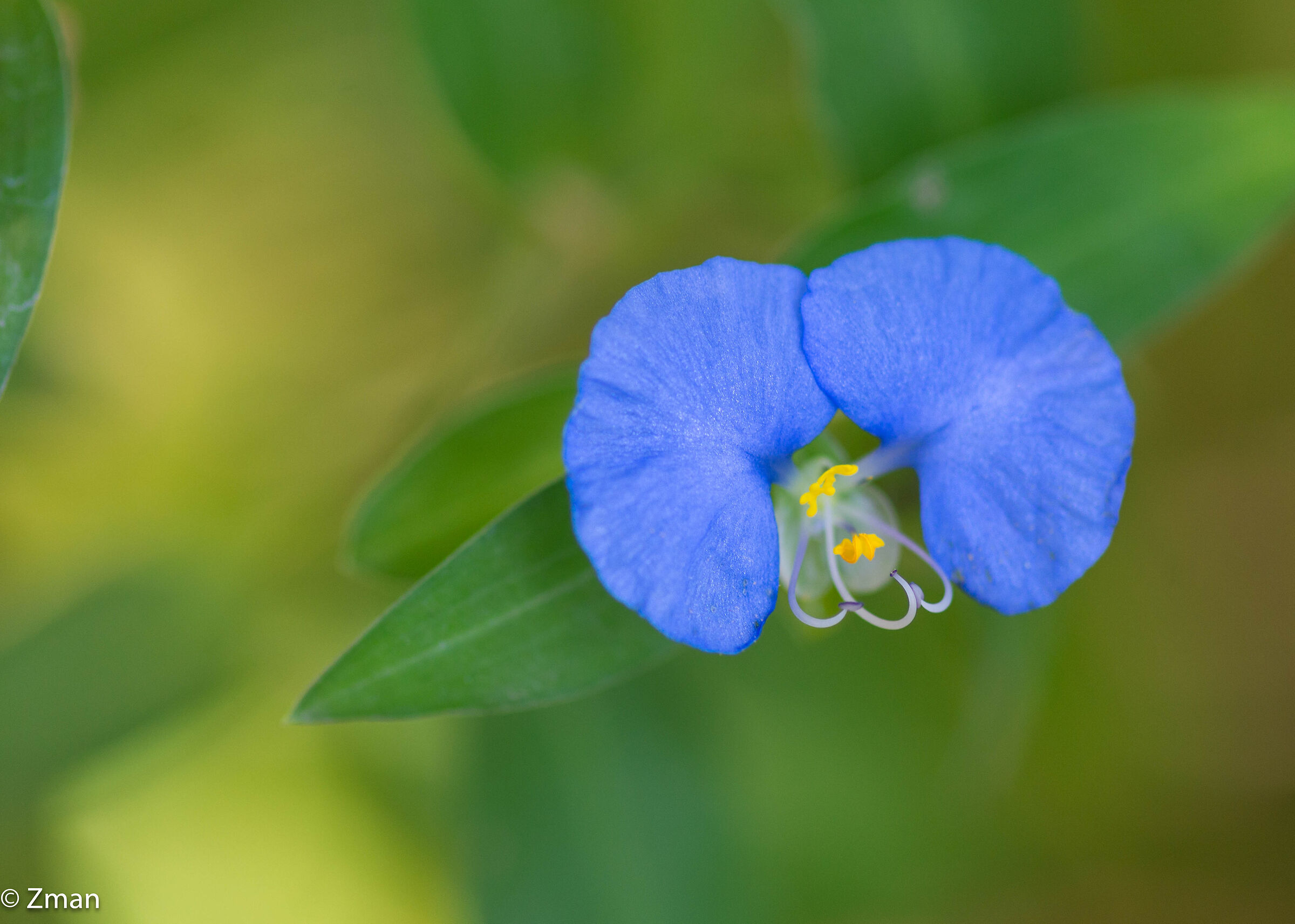 Bocca bianca Dayflower