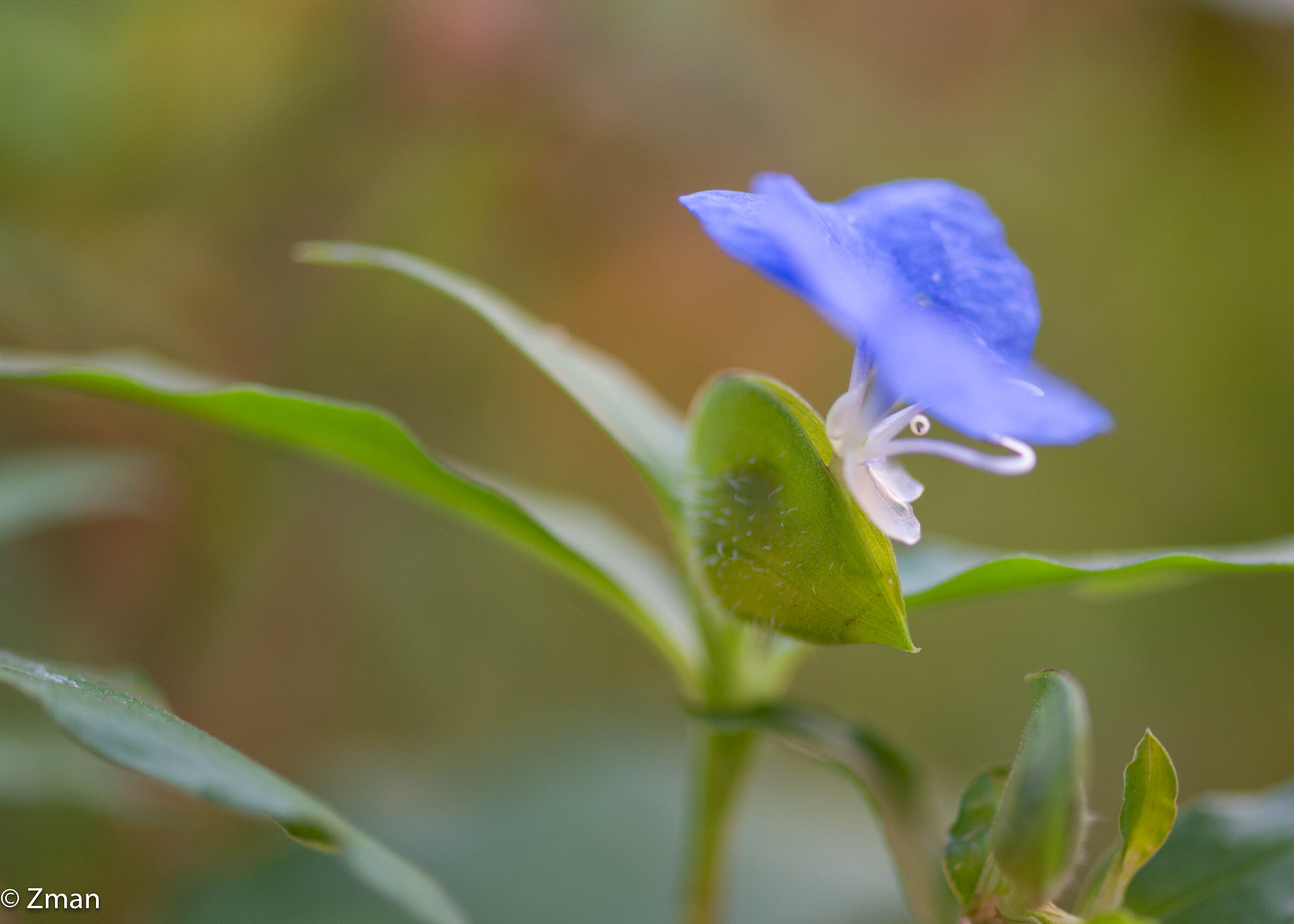 Bocca bianca Dayflower