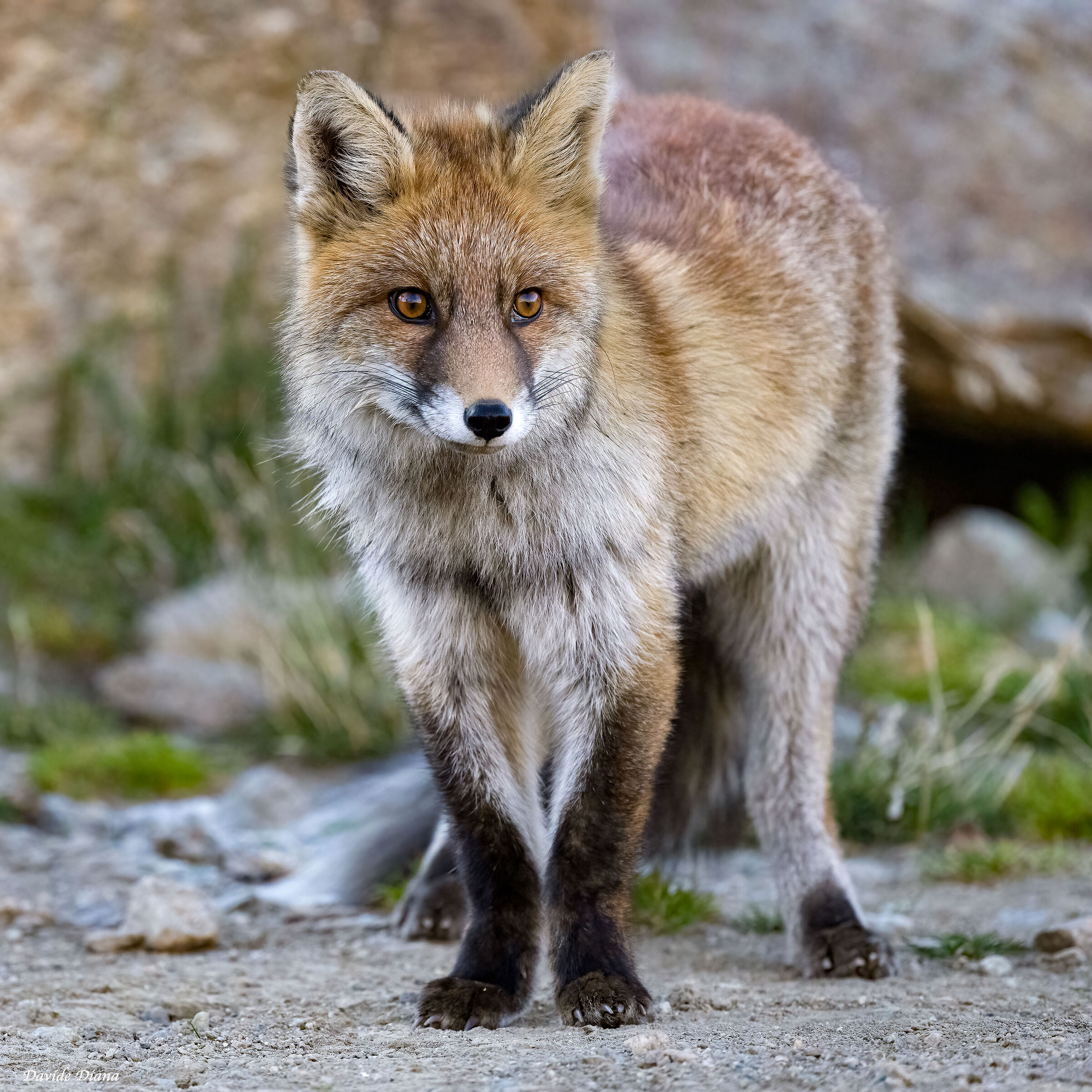 Red fox