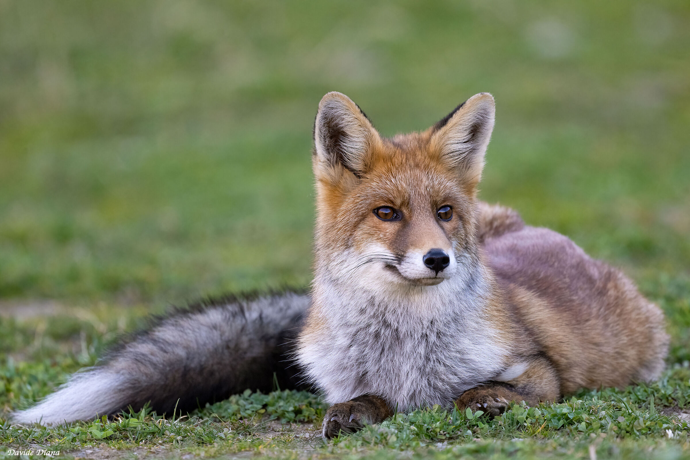 Red fox