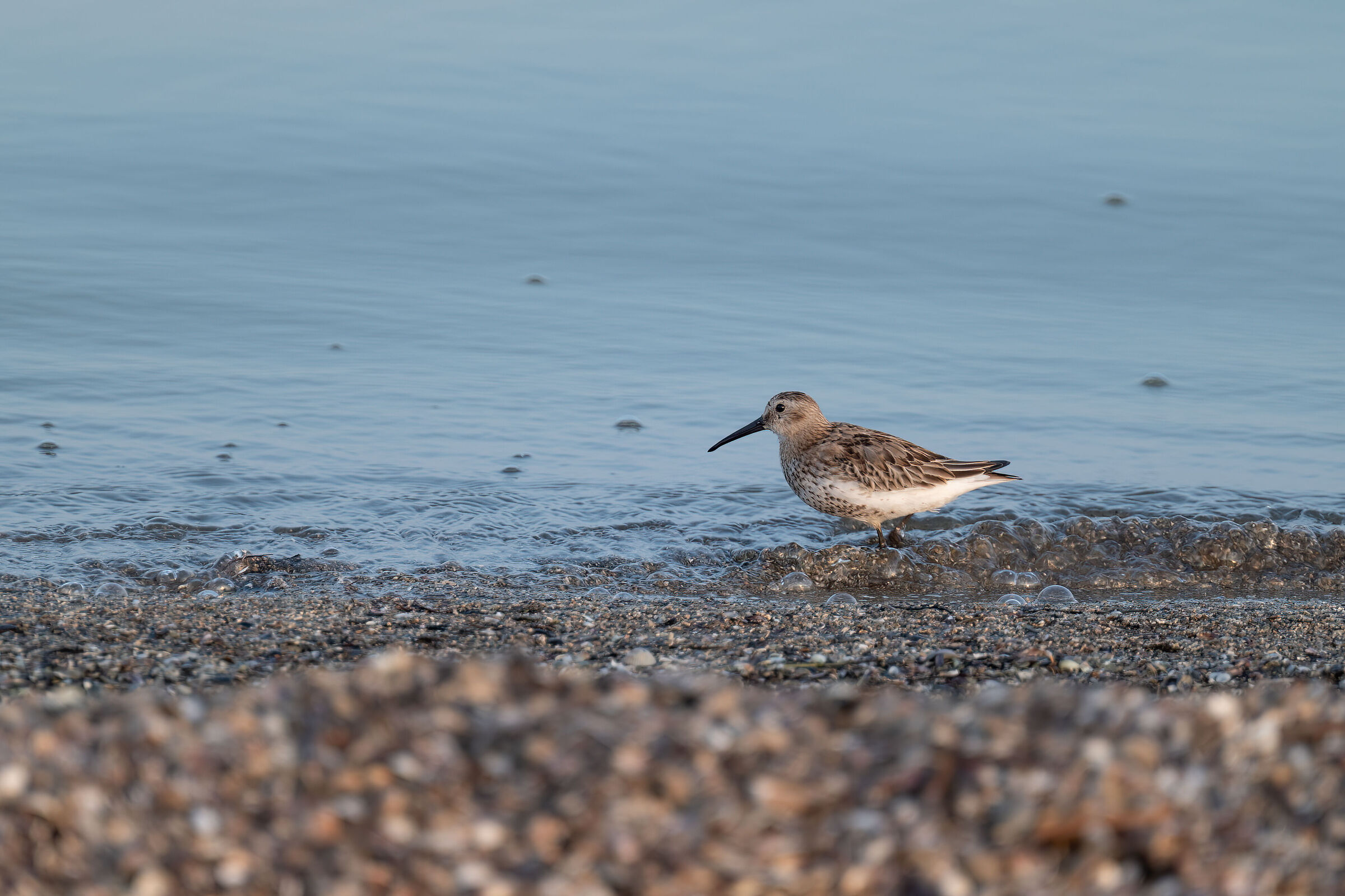 Sandpiper Pyro