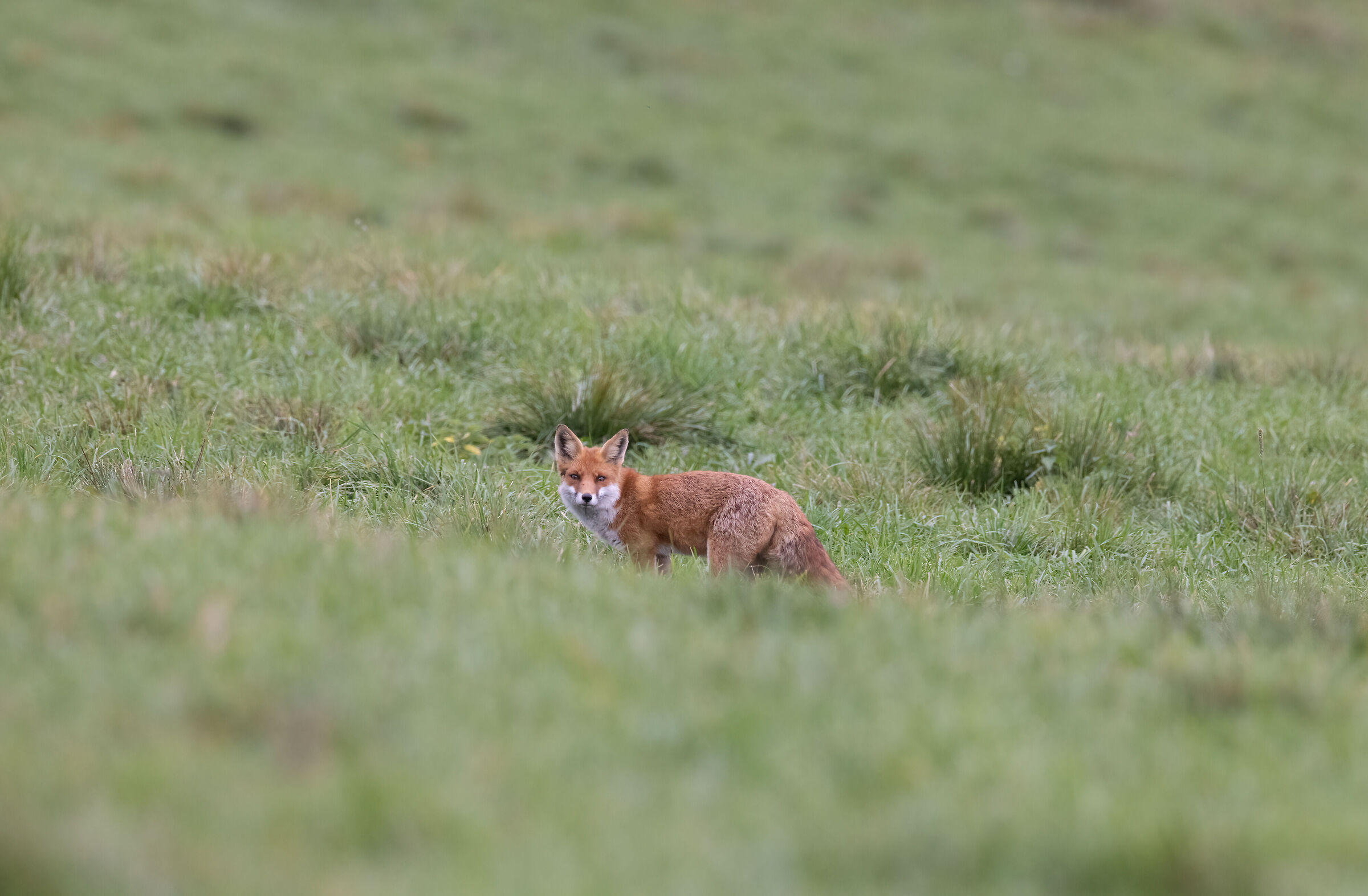 Mr. fox