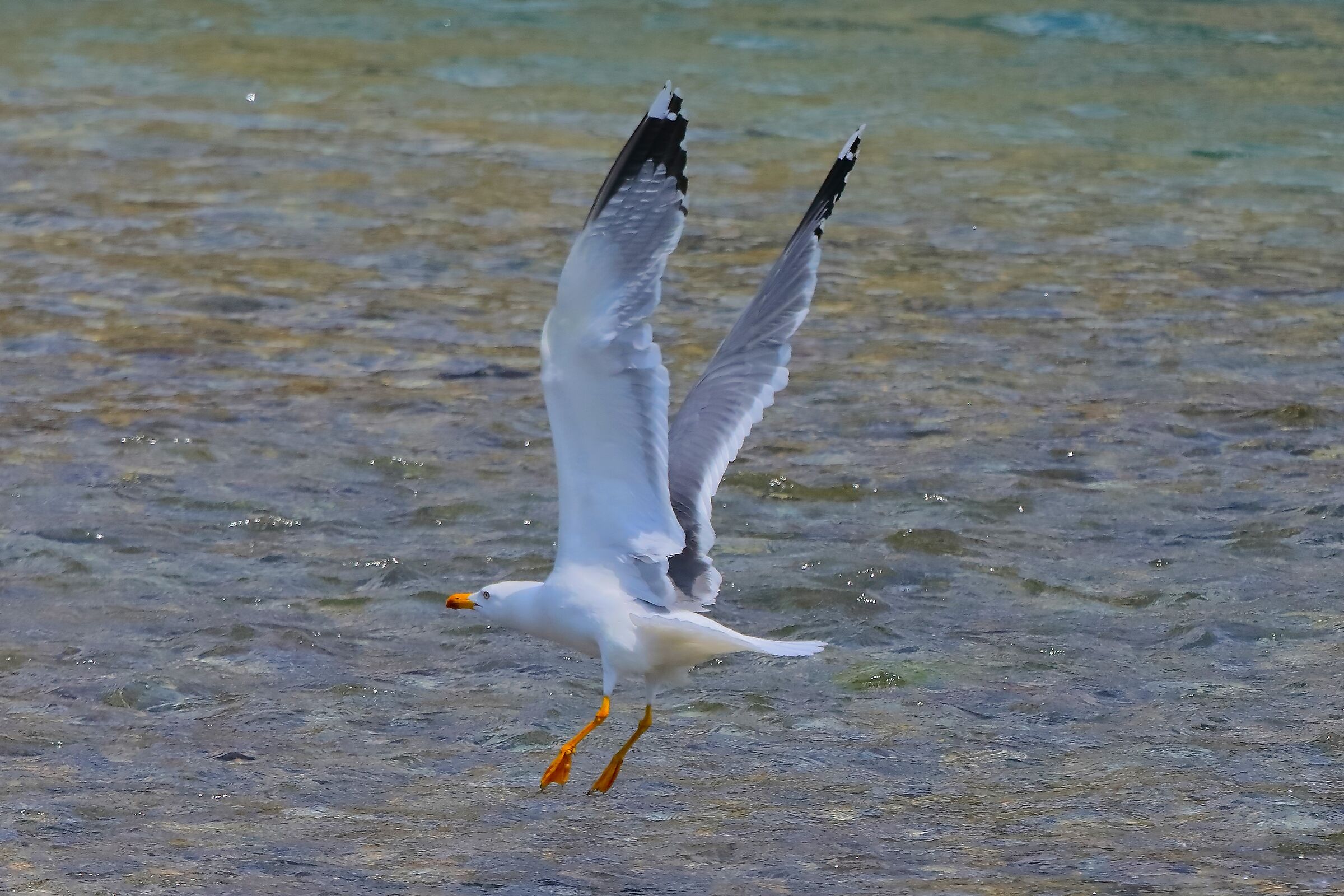 Gabbiano reale zampe gialle 23-05-2023