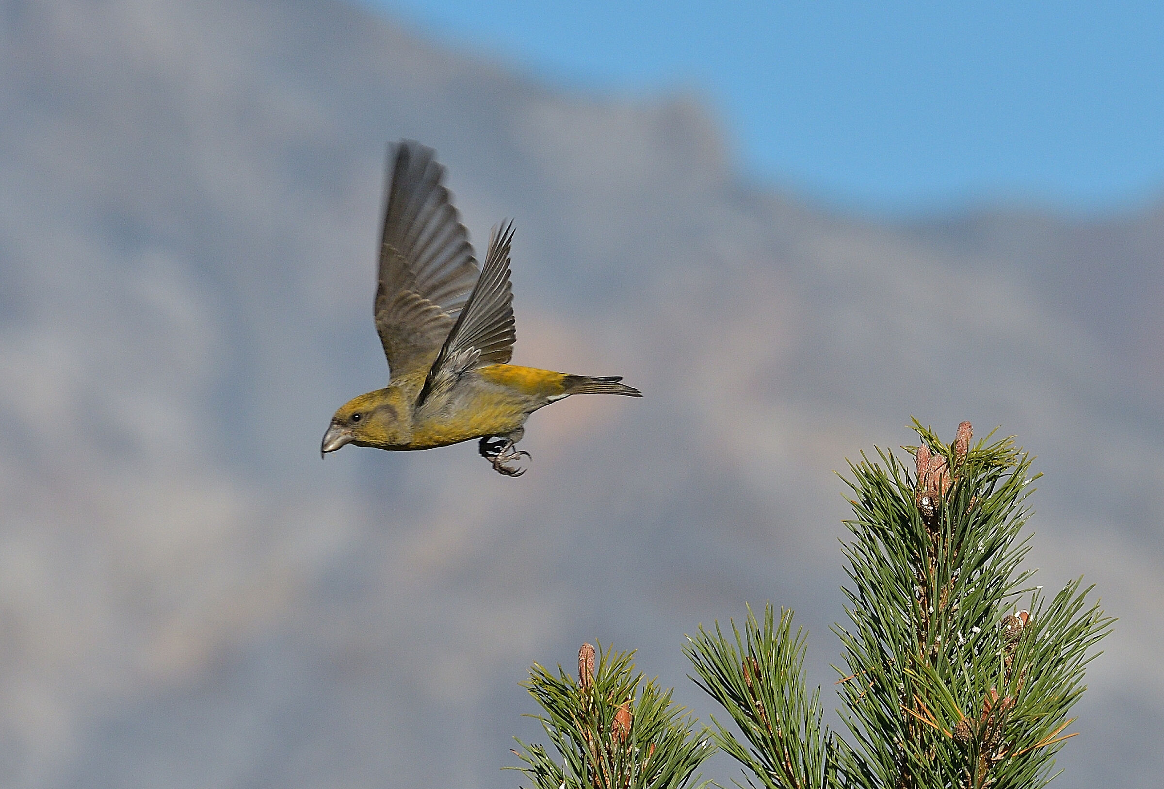 Cruises yellow livery ..