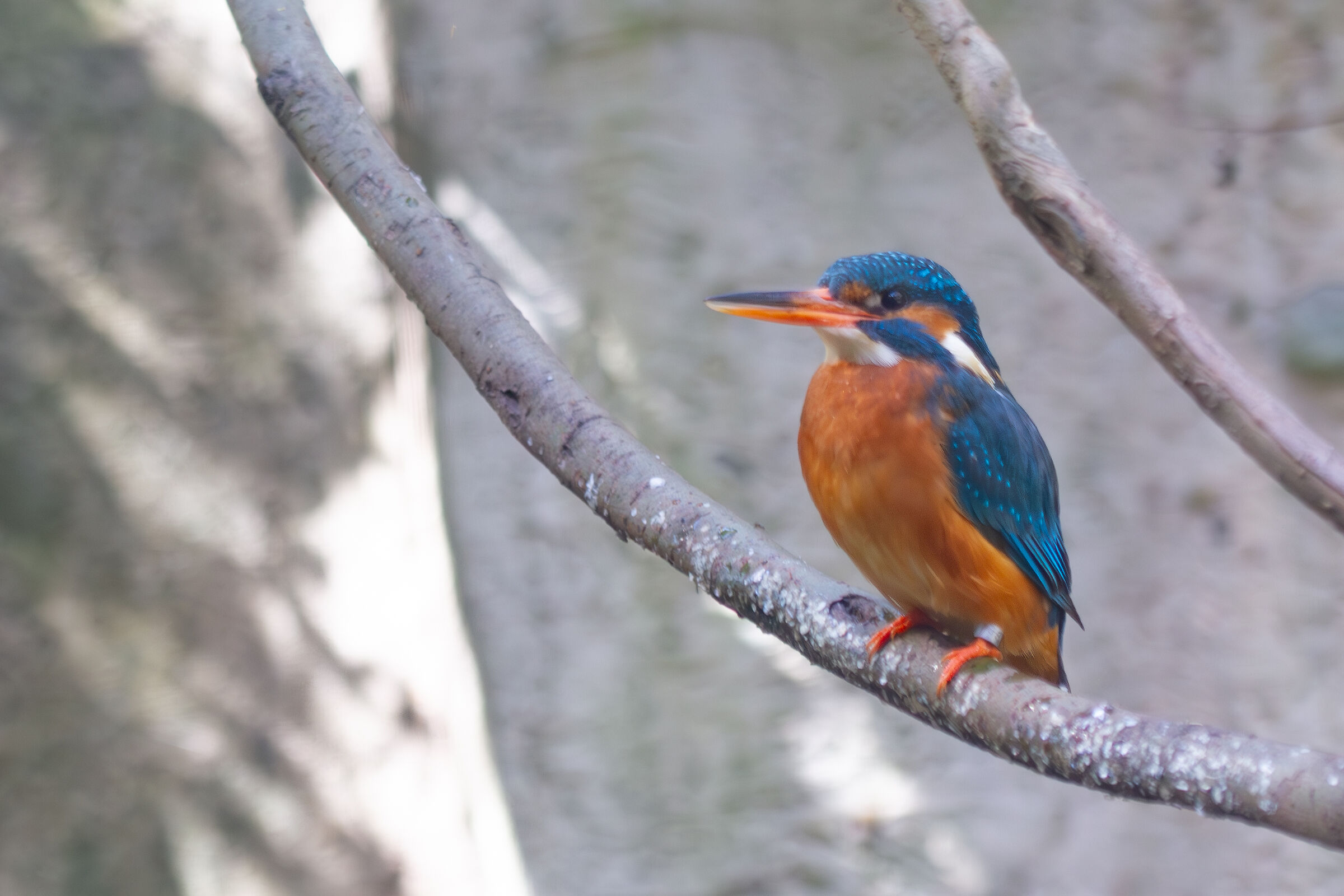 Kingfisher at the Oasis of Sant'Alessio
