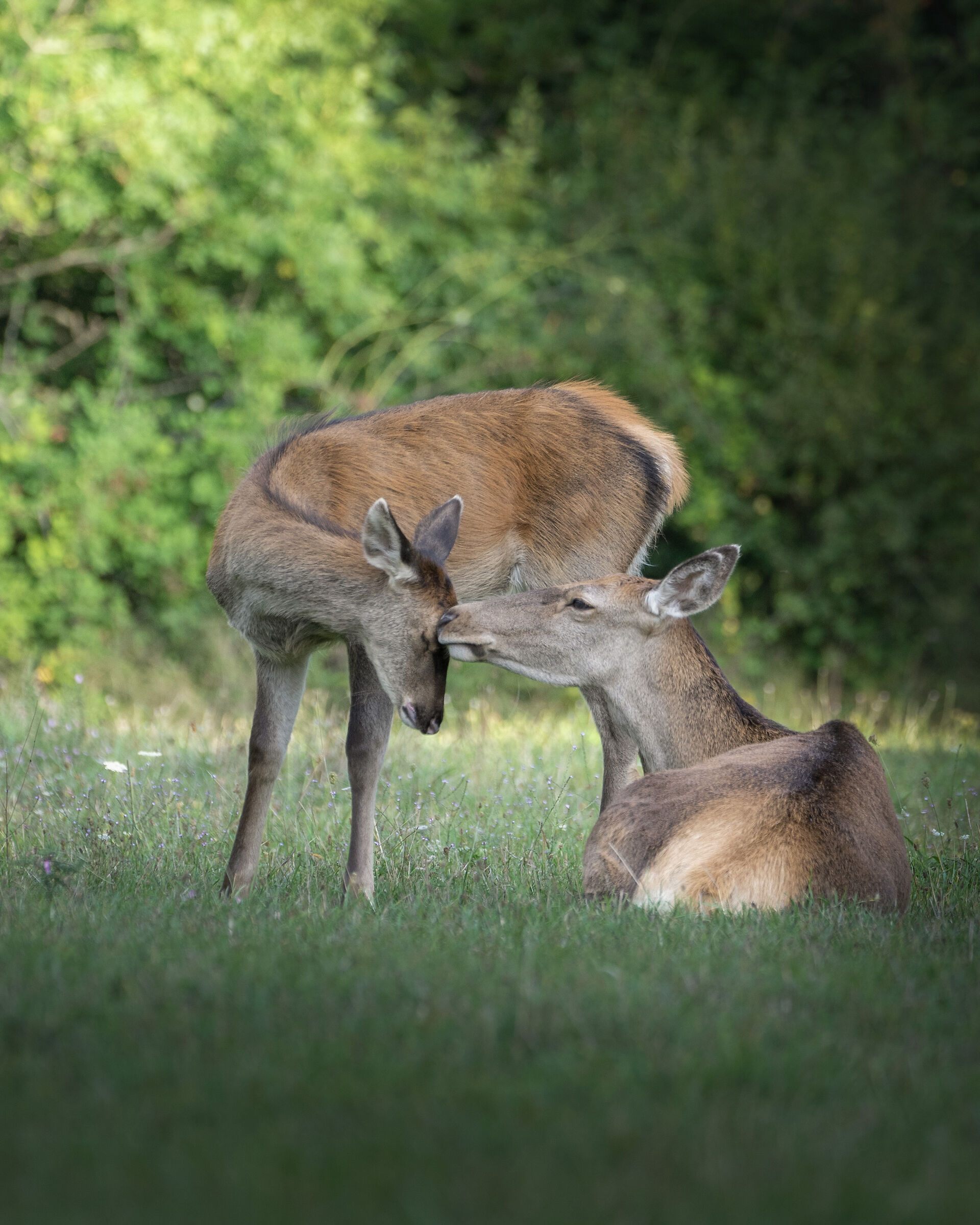 Grooming mom and son