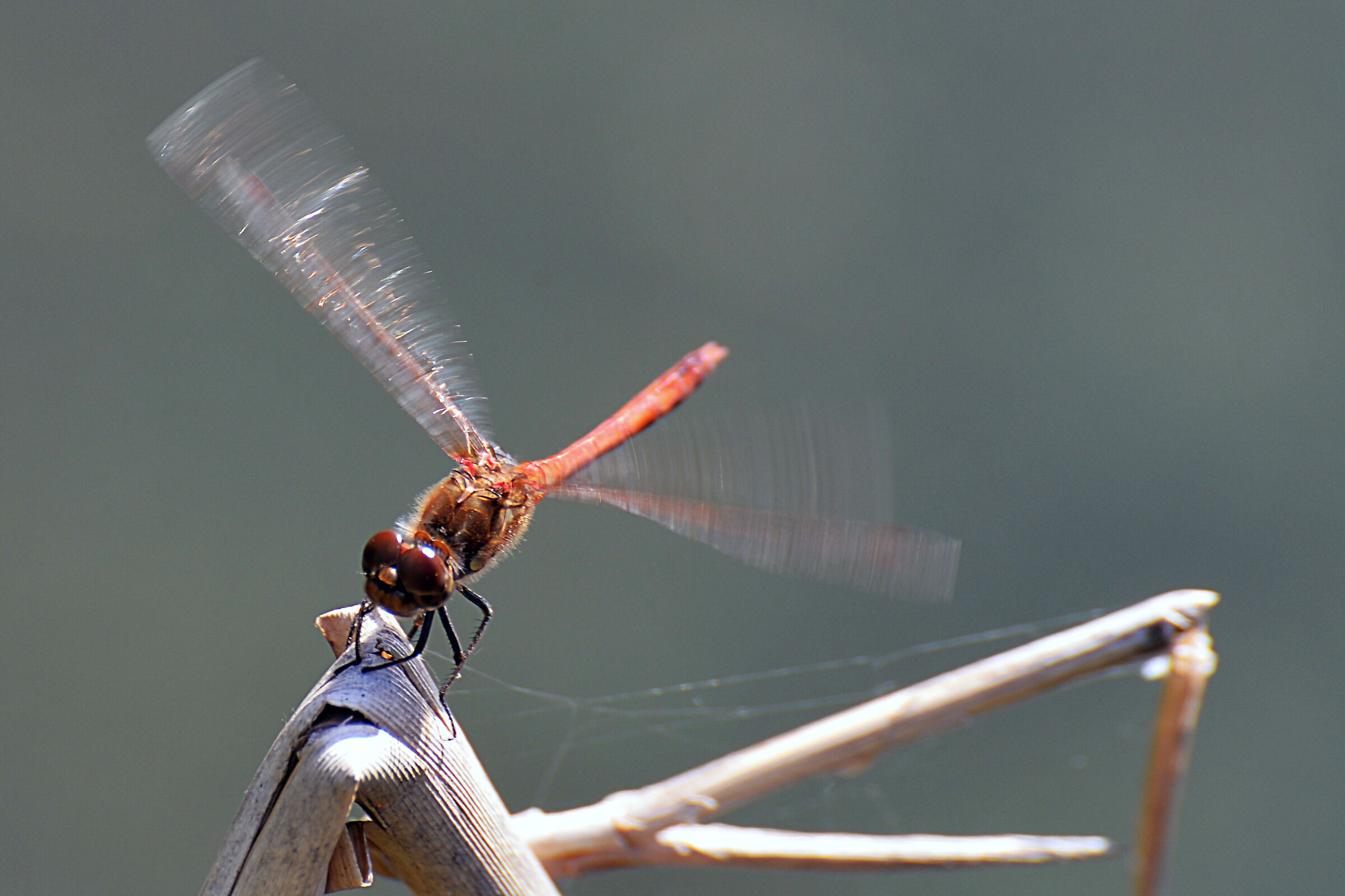 In volo
