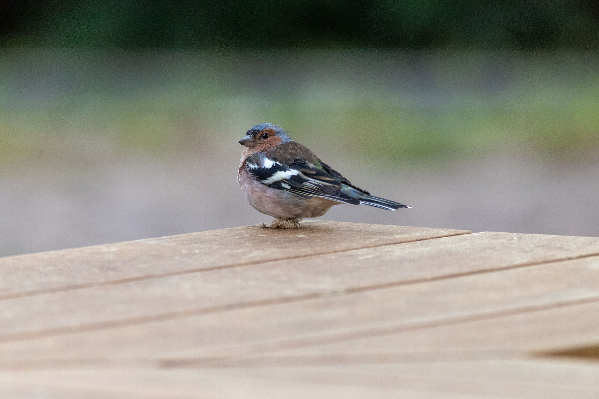 Unfortunate chaffinch
