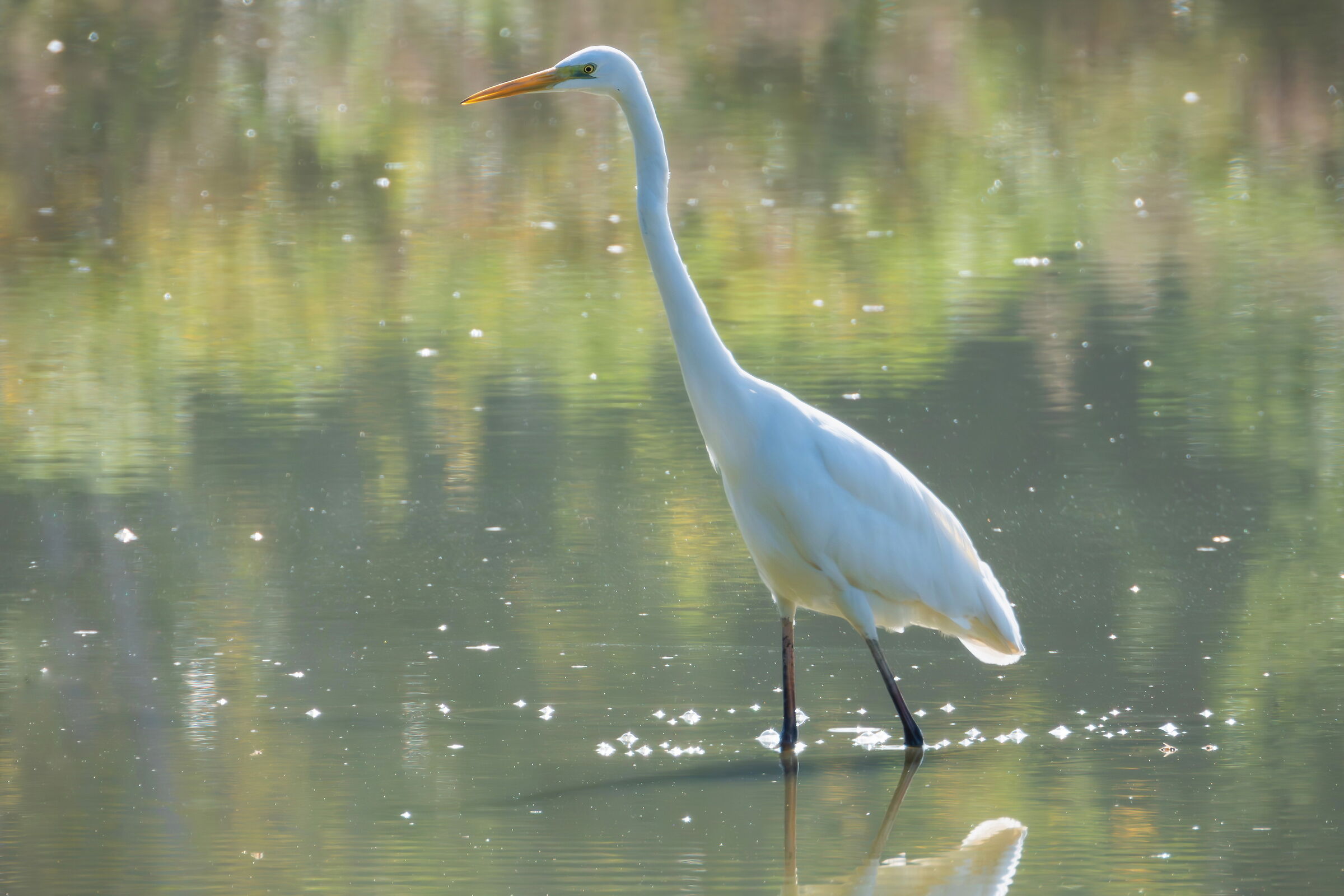 White Heron