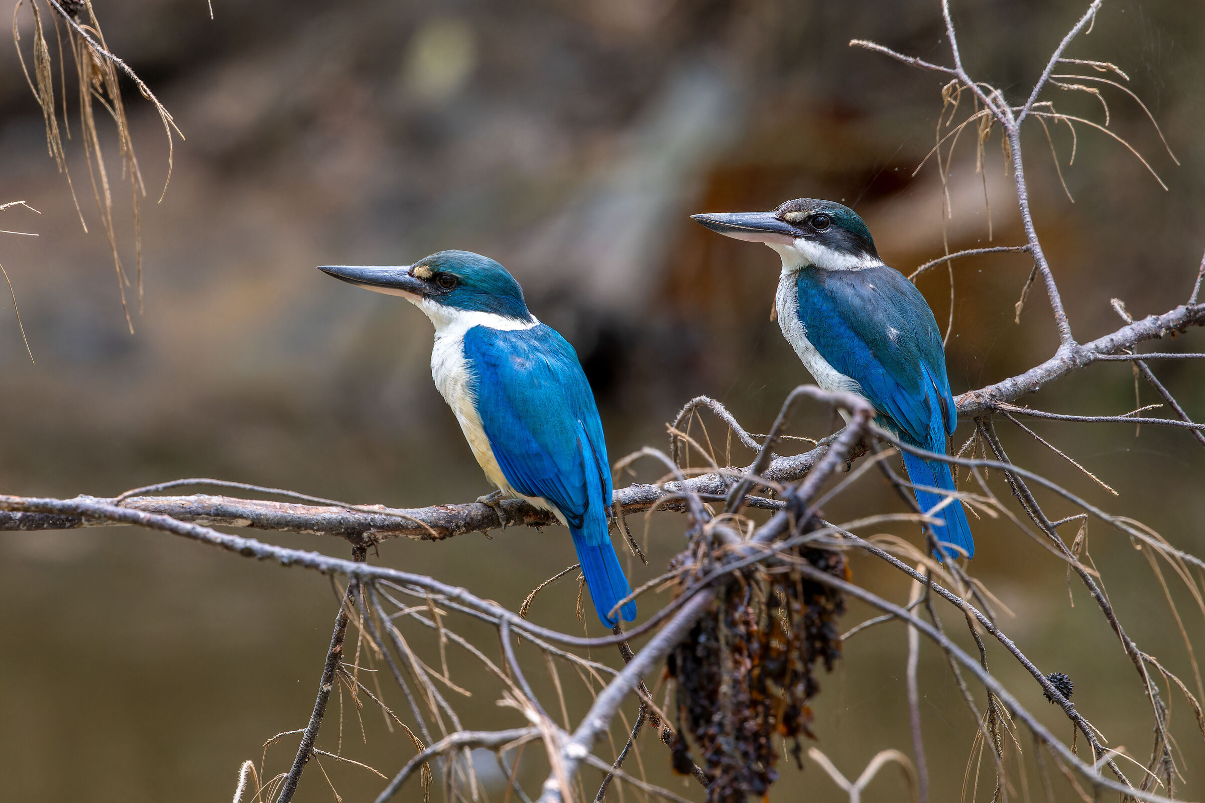 Pair of collared kingfishers