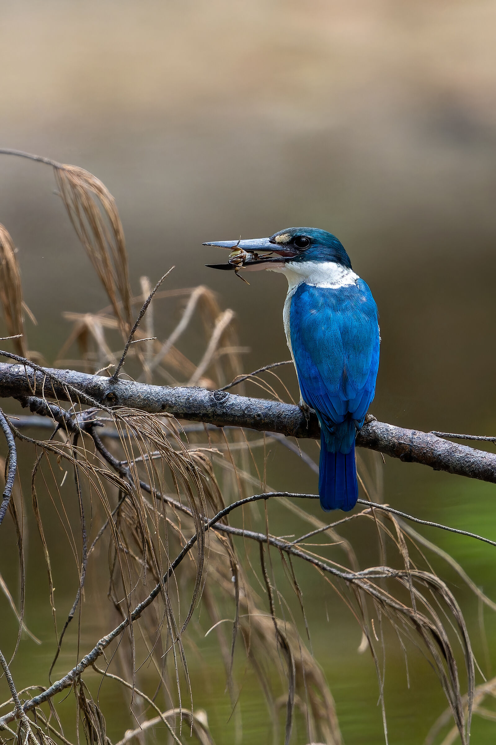 Collared kingfisher with prey (Phuket)
