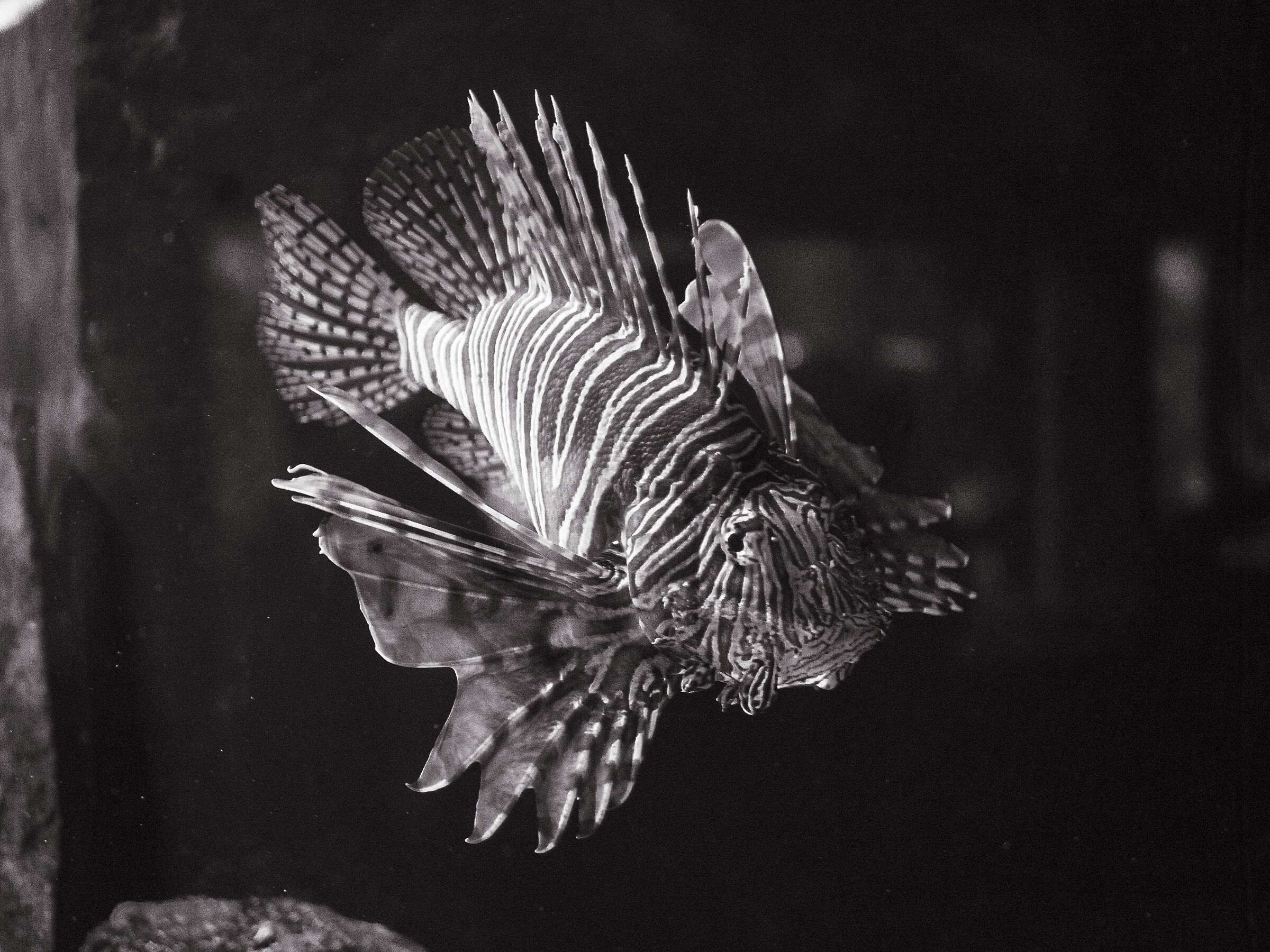 Spiky Fish