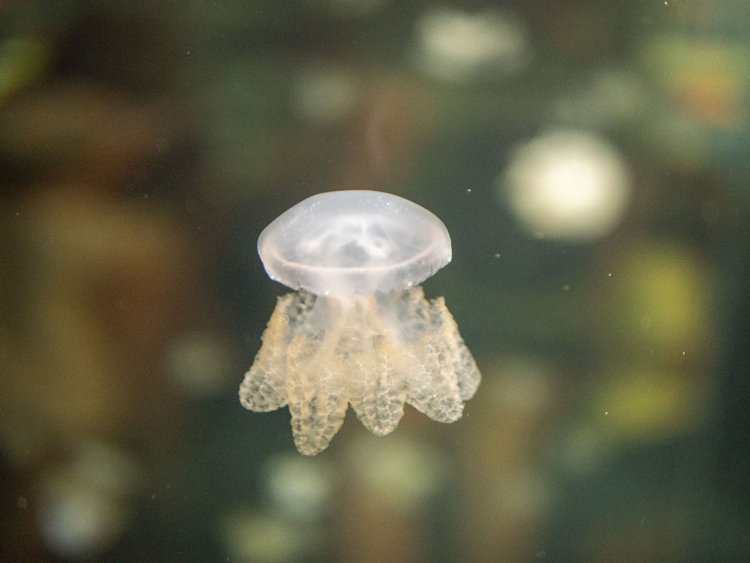 Small Jellyfish
